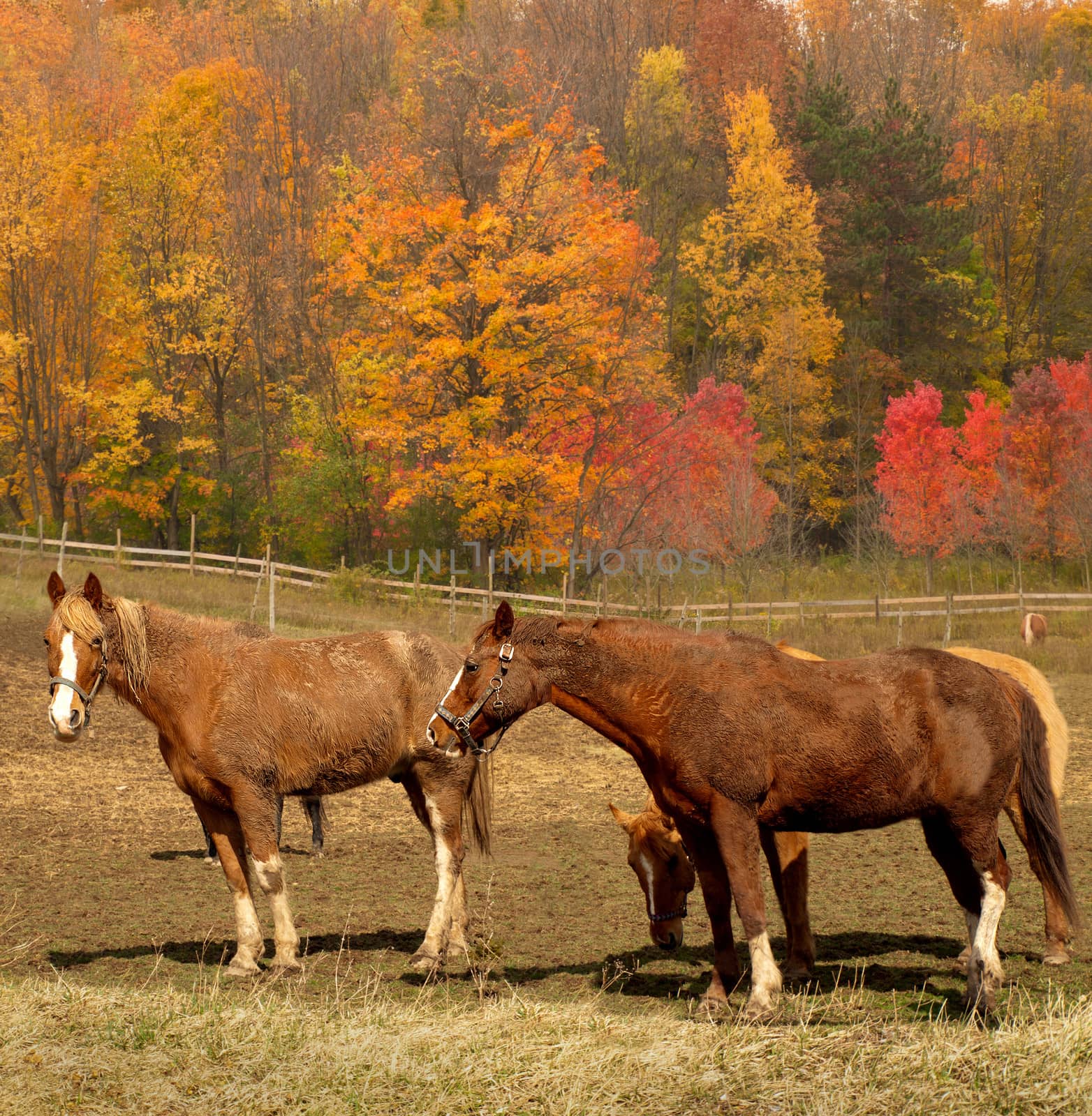 horses out to pasture in autumn 