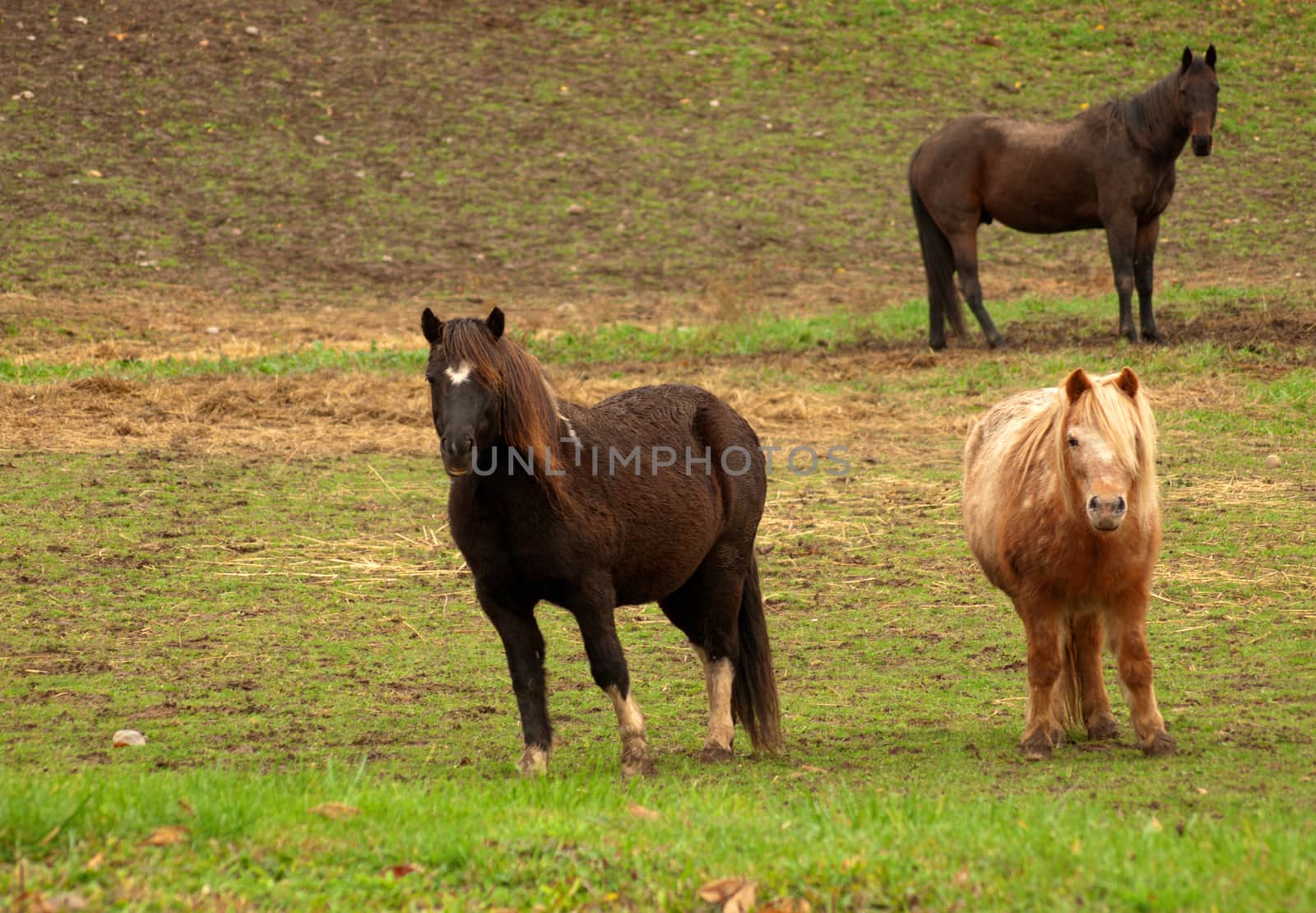 horse and ponies by debramillet