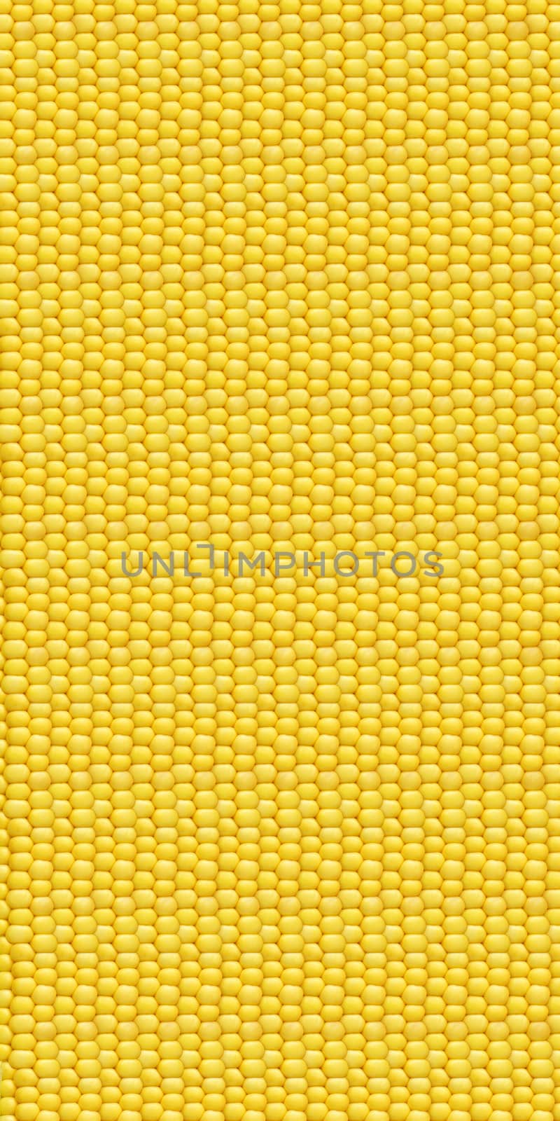 largest collage of corn - background texture