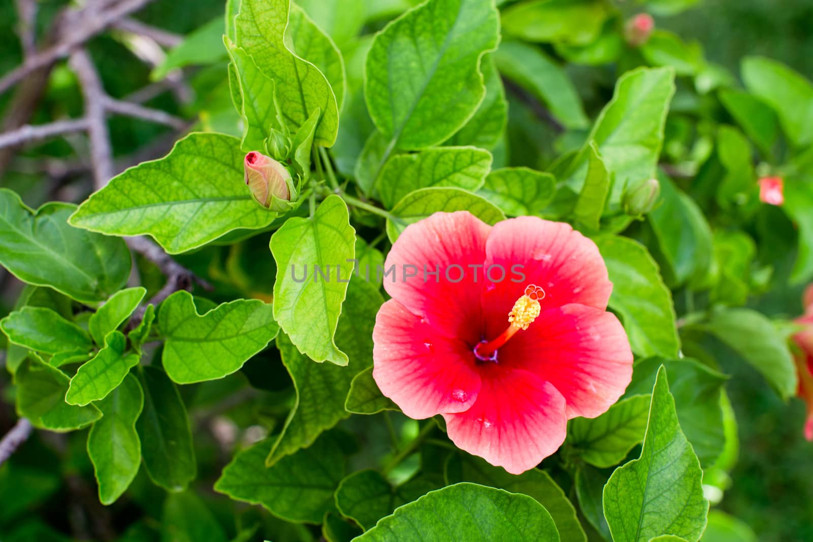 Hibiscus and its natural green background in its environment