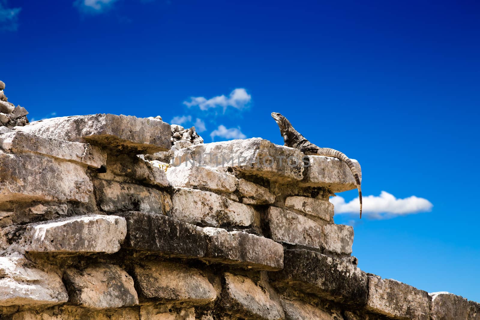 Iguana posing on Mayan Ruins