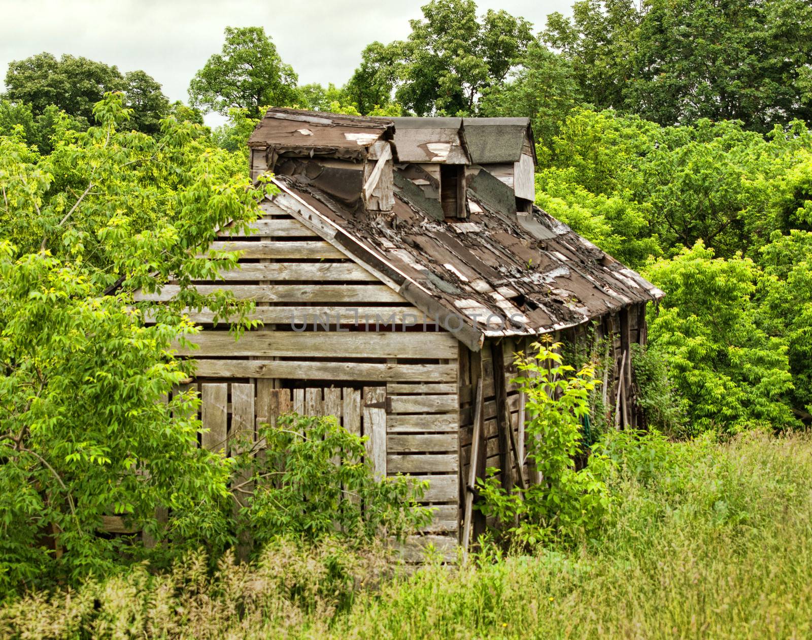 shack in woods by debramillet