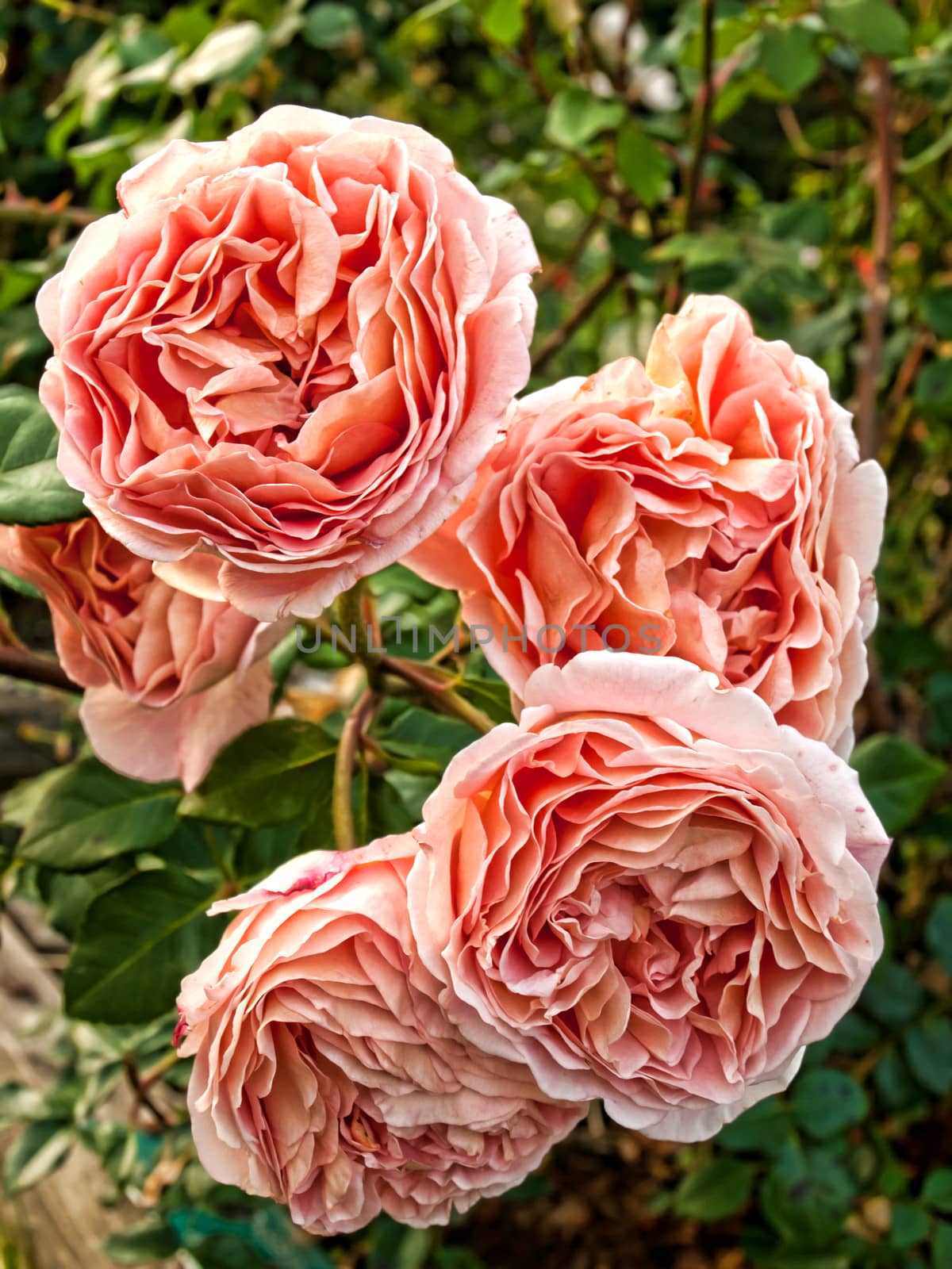 pink roses in a garden