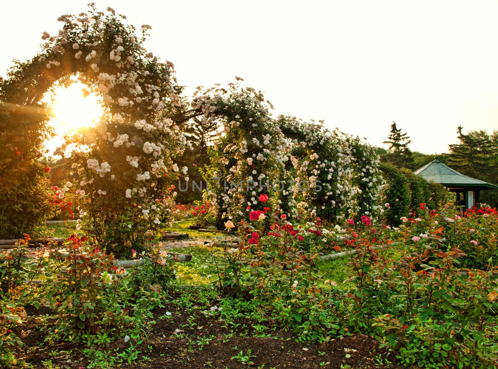 formal rose garden with arching trellises