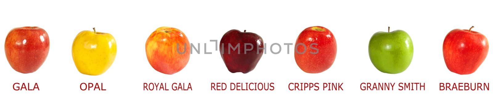 seven different varieties of apples on white background