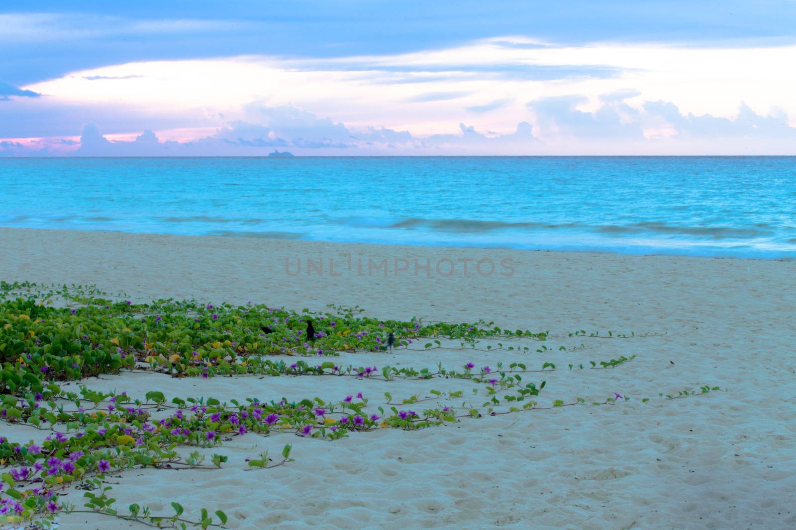 Morning Glorys atthe Beach by coskun