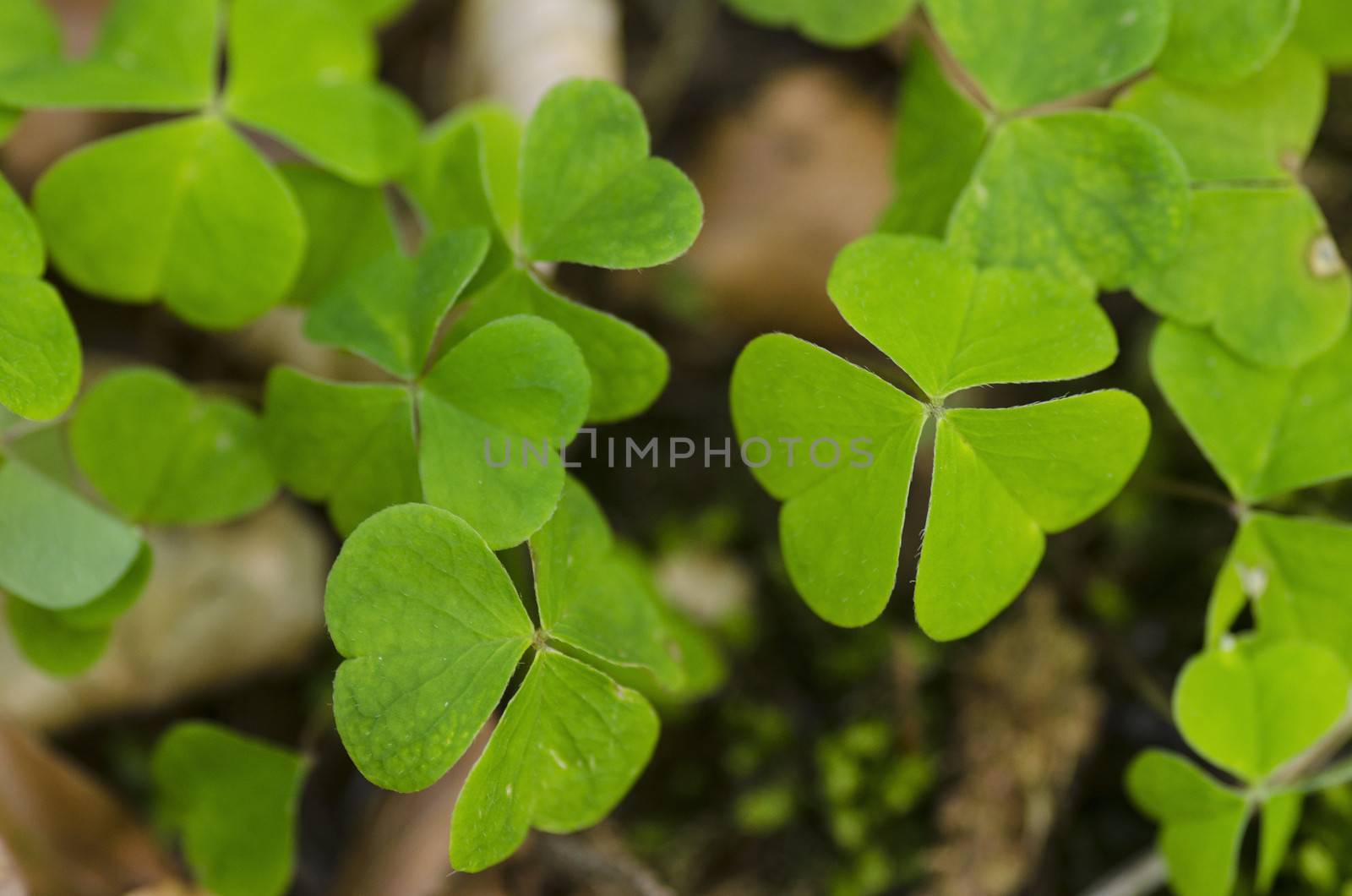 Green clover leaves on the forest floor