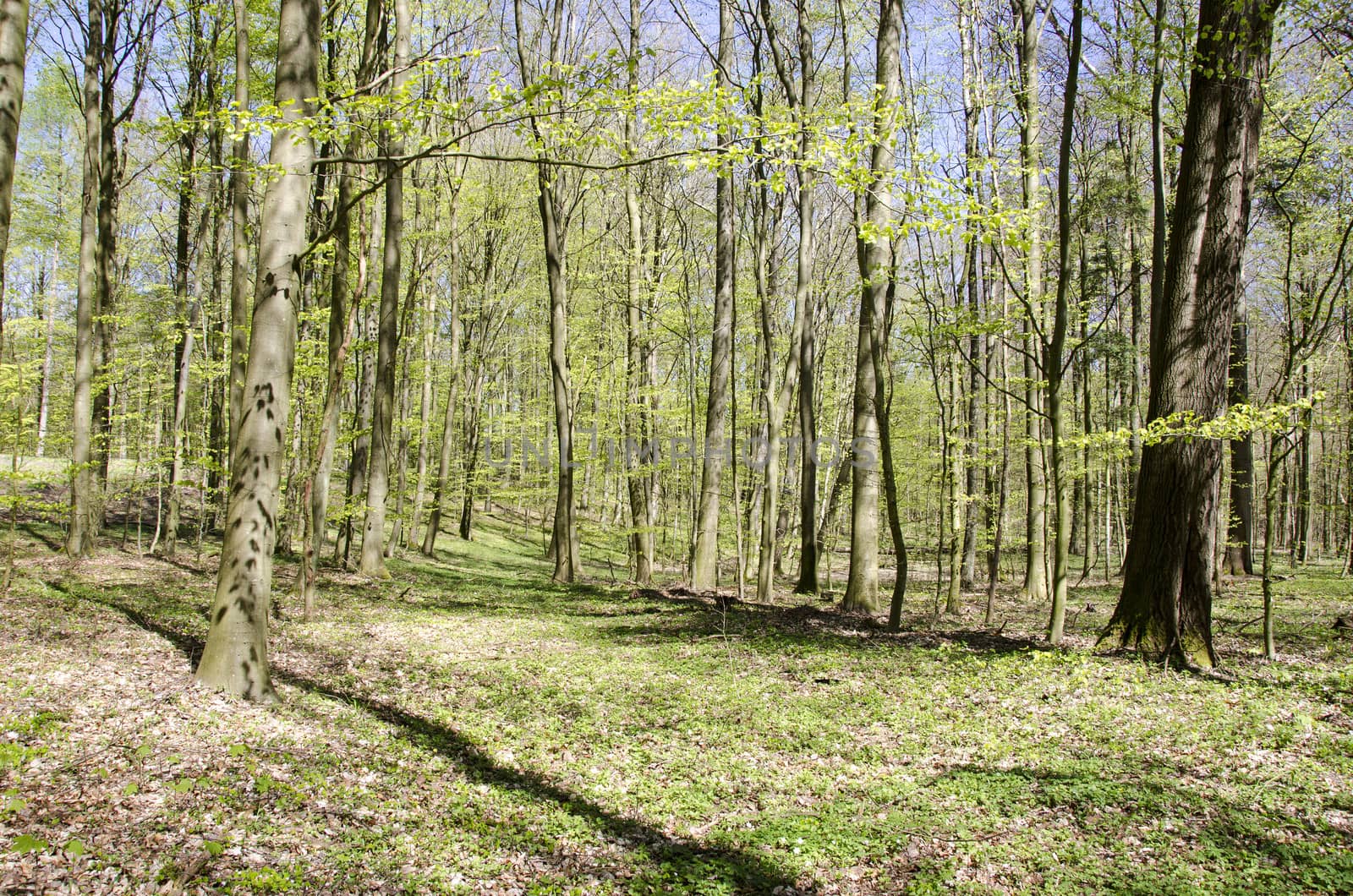 Bright beech forest in spring with many fresh leaves