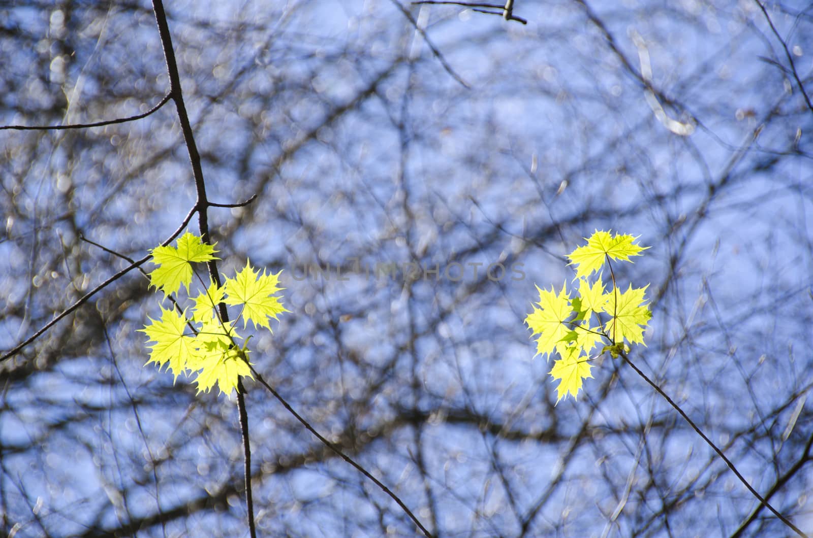 Sycamore maple, Acer pseudoplatanus, seen from below in spring