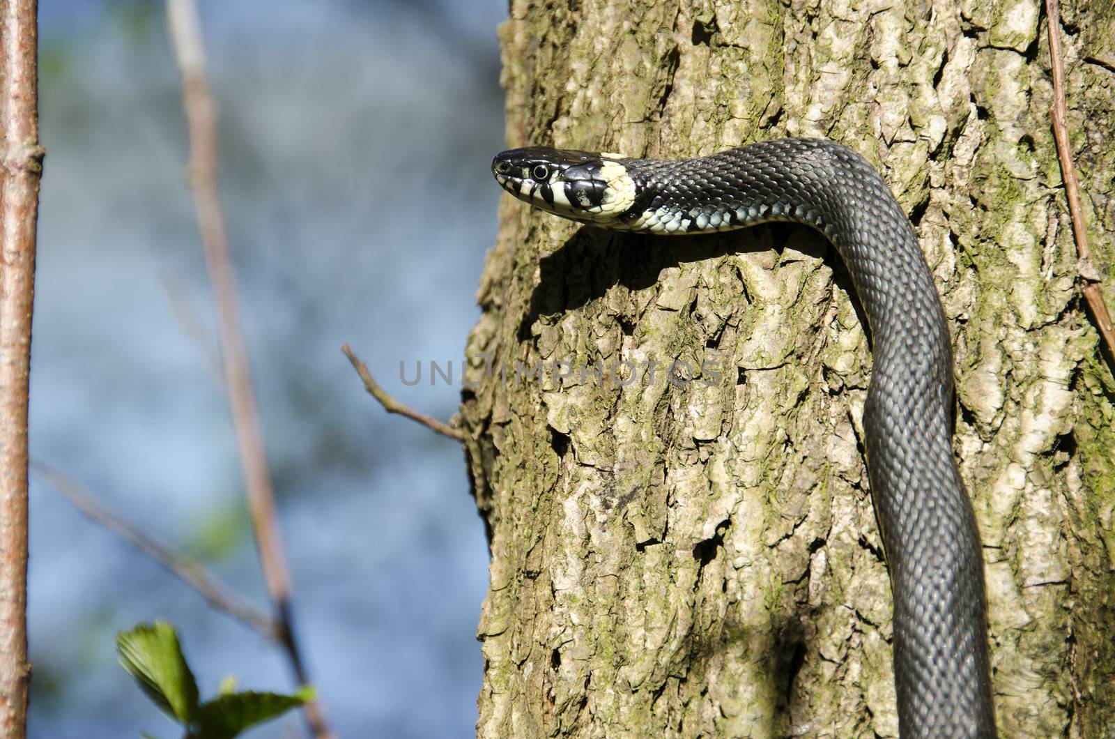 Grass snake, Natrix Natrix by Arrxxx