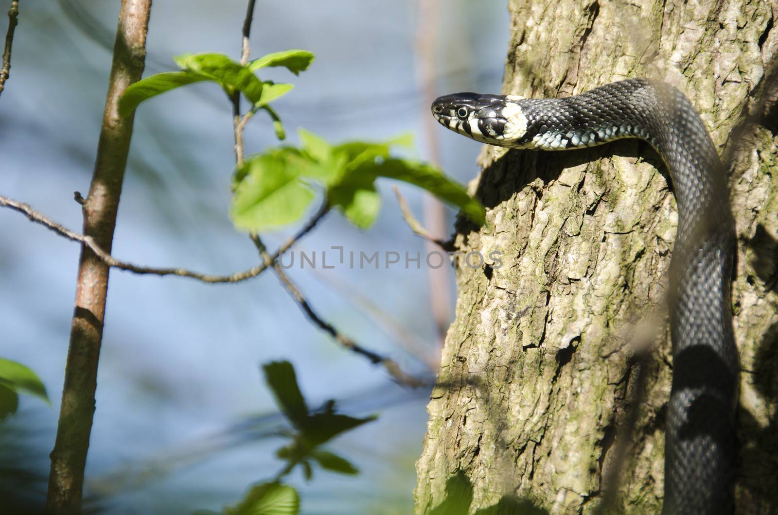 Grass snake, Natrix Natrix by Arrxxx