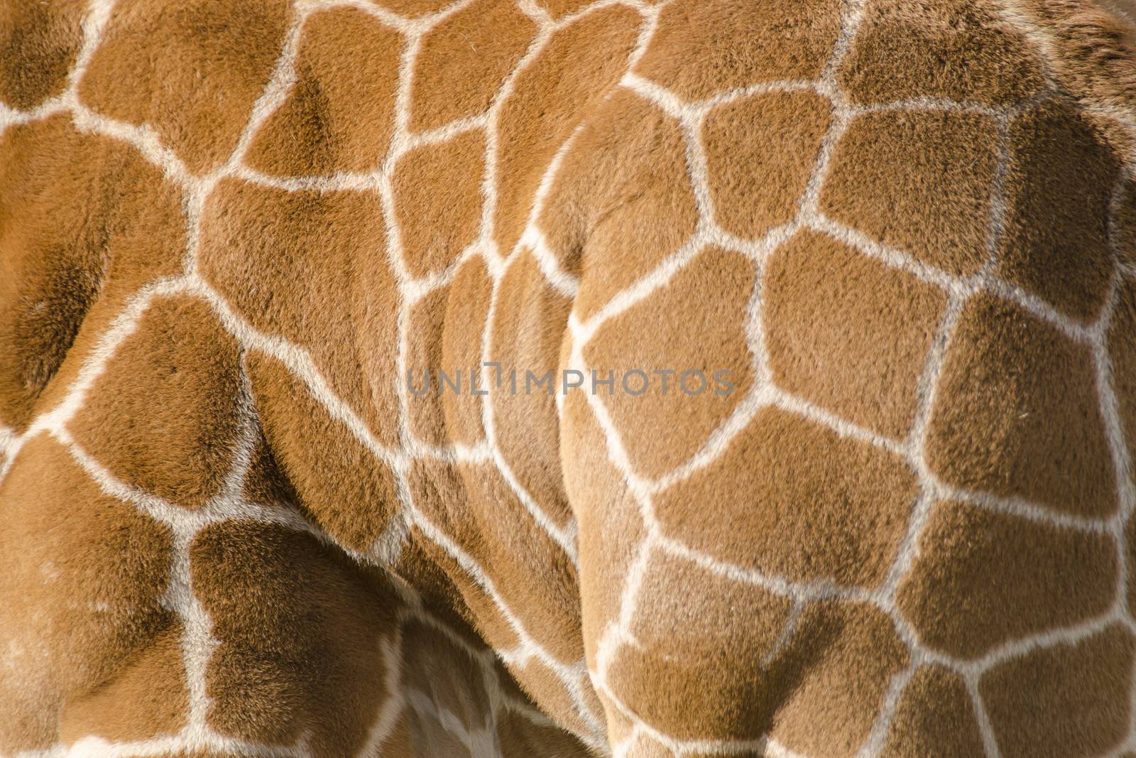 Background pattern of giraffe fur with typical pattern