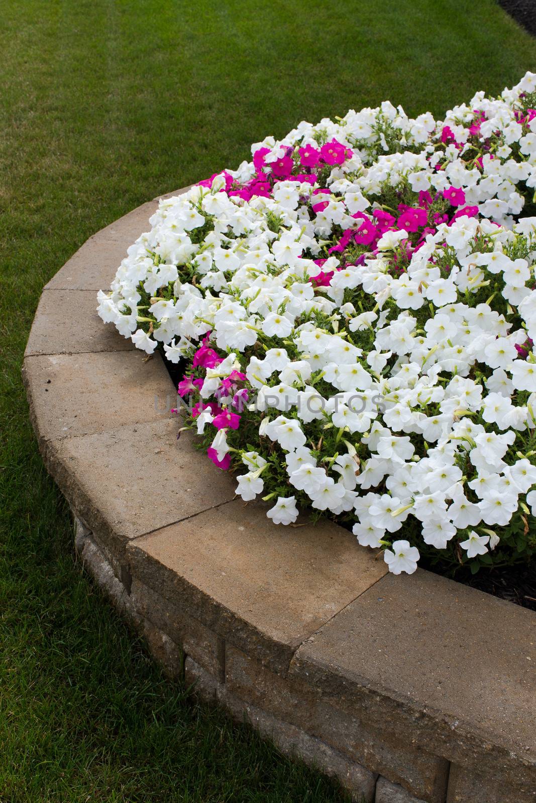 White and some pink petunias are on the brick retaining wall