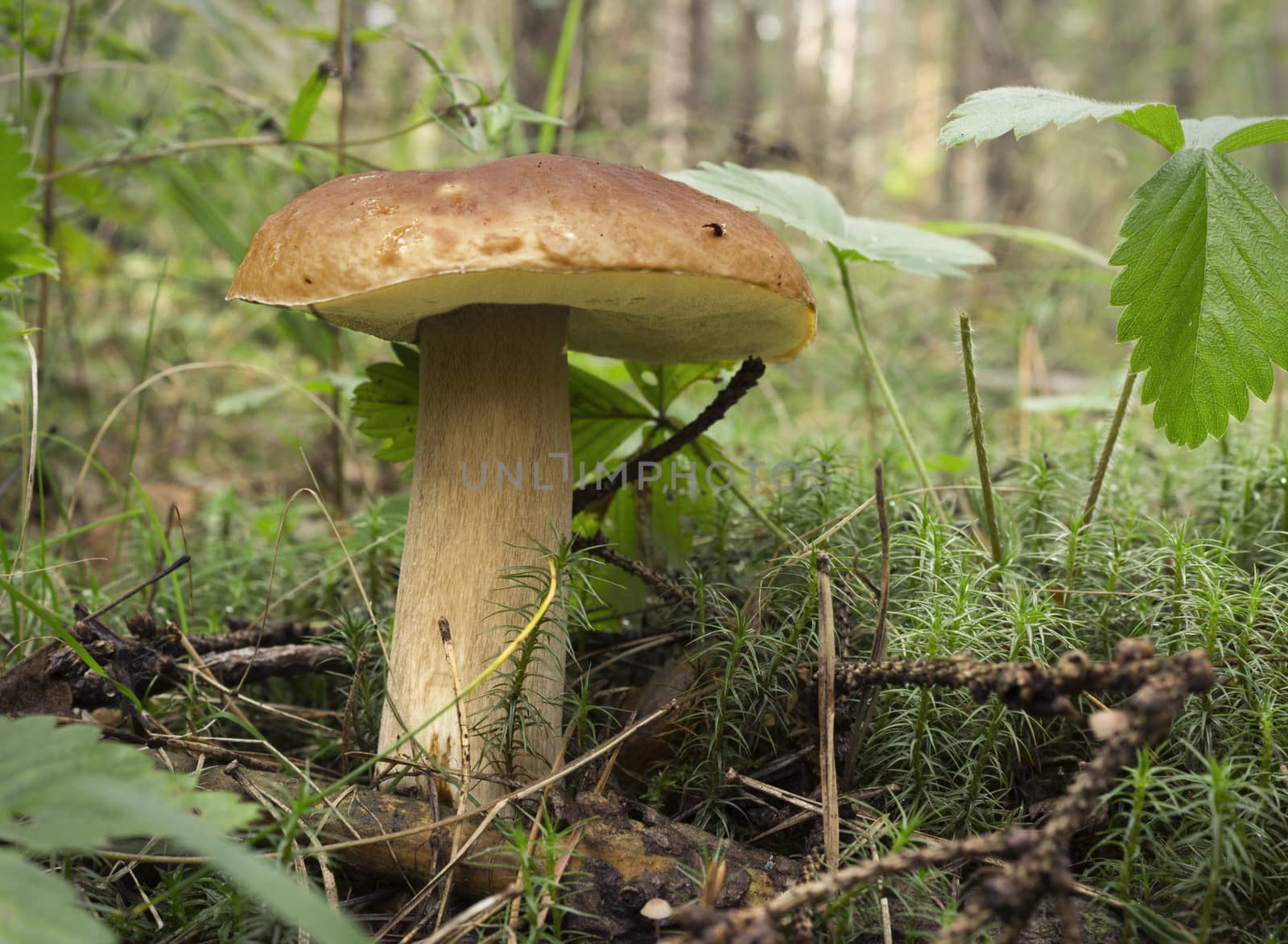 One mushroom boletus on the moss in the summer forest