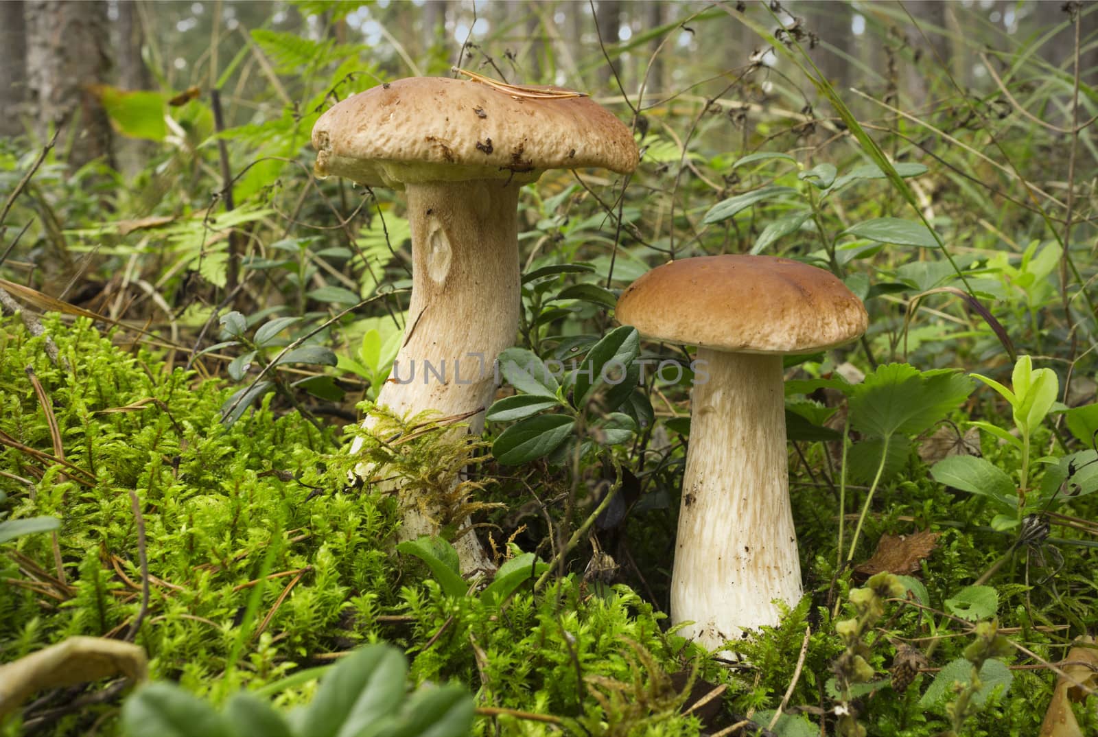 Mushroom boletus on the moss in the summer forest