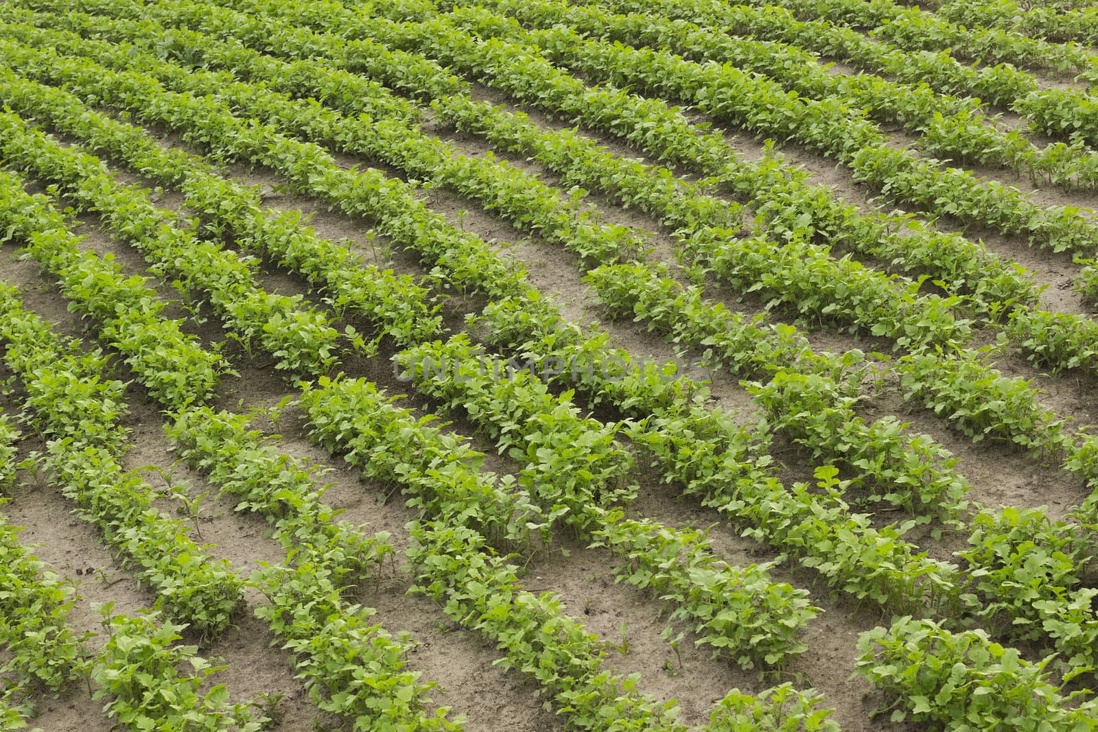 Crops of mustard as a green manurein the garden in summer