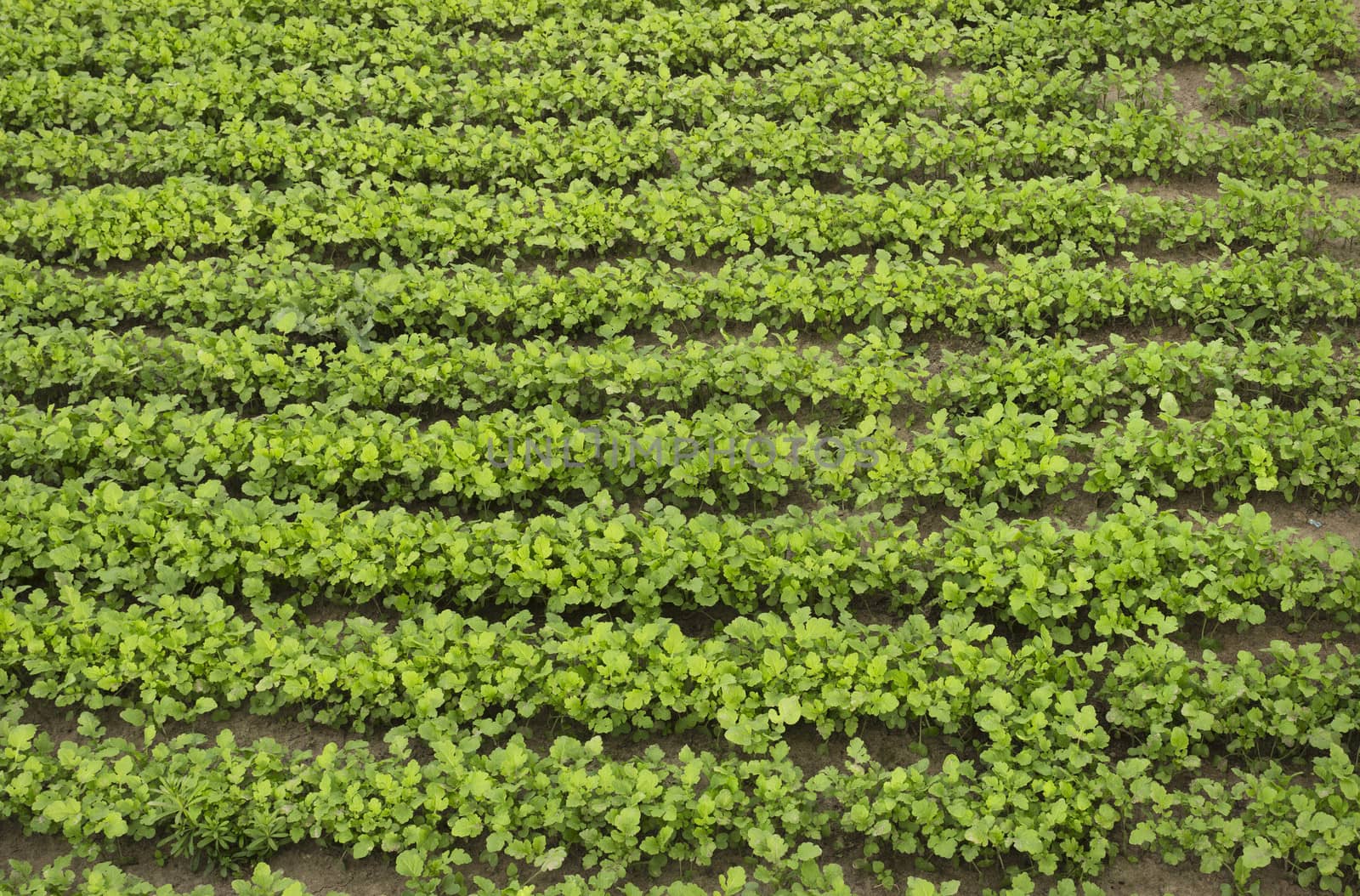 Crops of mustard as a green manure an field in summer