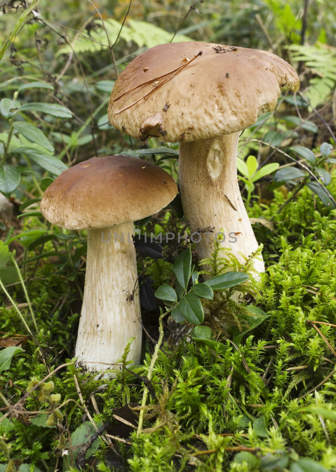 Two mushrooms boletus on the moss in the summer forest