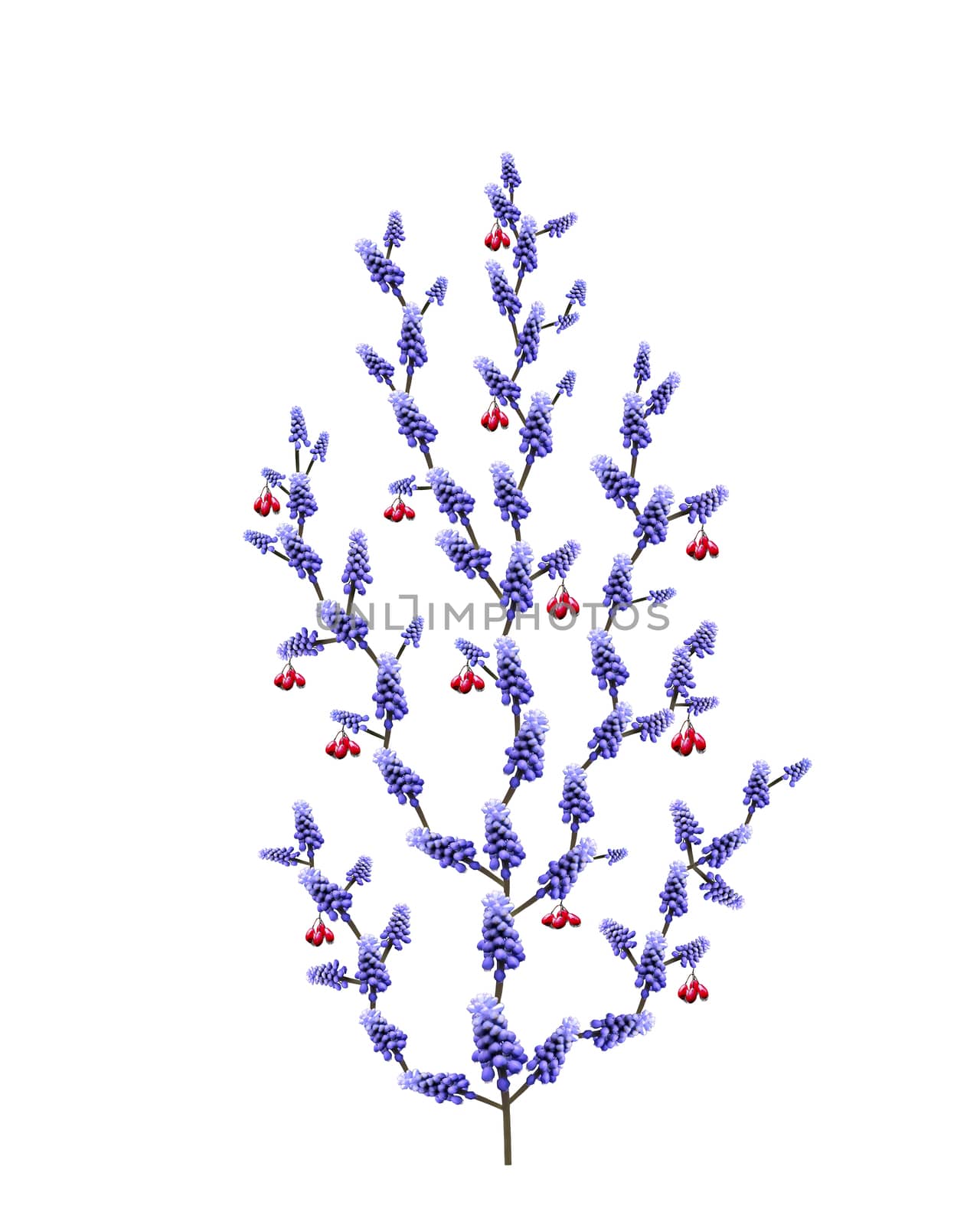 Photo montage set in a tree of blue flowers and red fruits on a white background