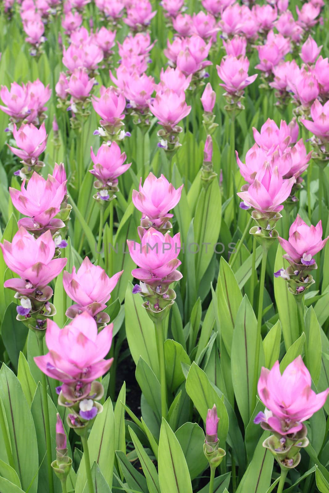 Siam Tulip in Thailand