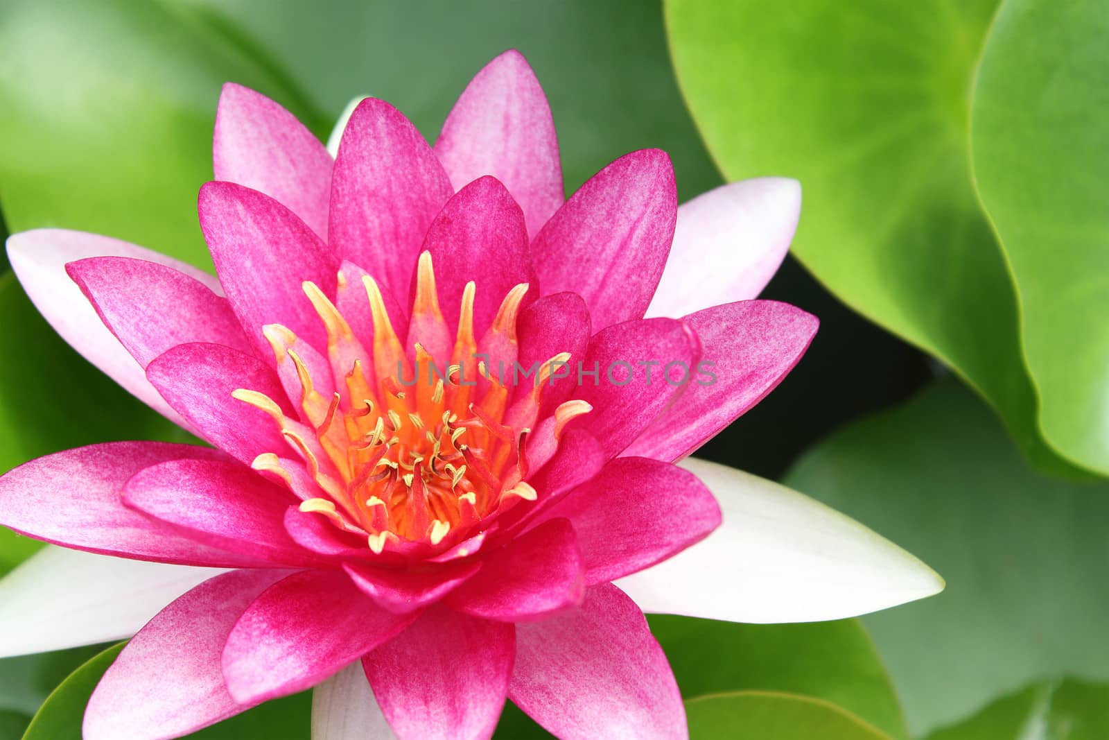 Red water lily with lotus leaf on pond