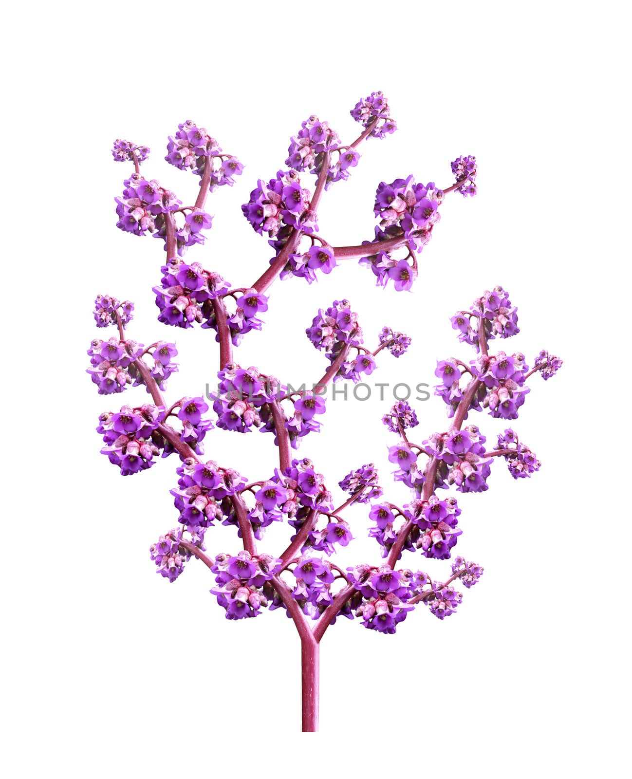 Photomontage background for a card in the form of a tree with pink flowers petals on white background