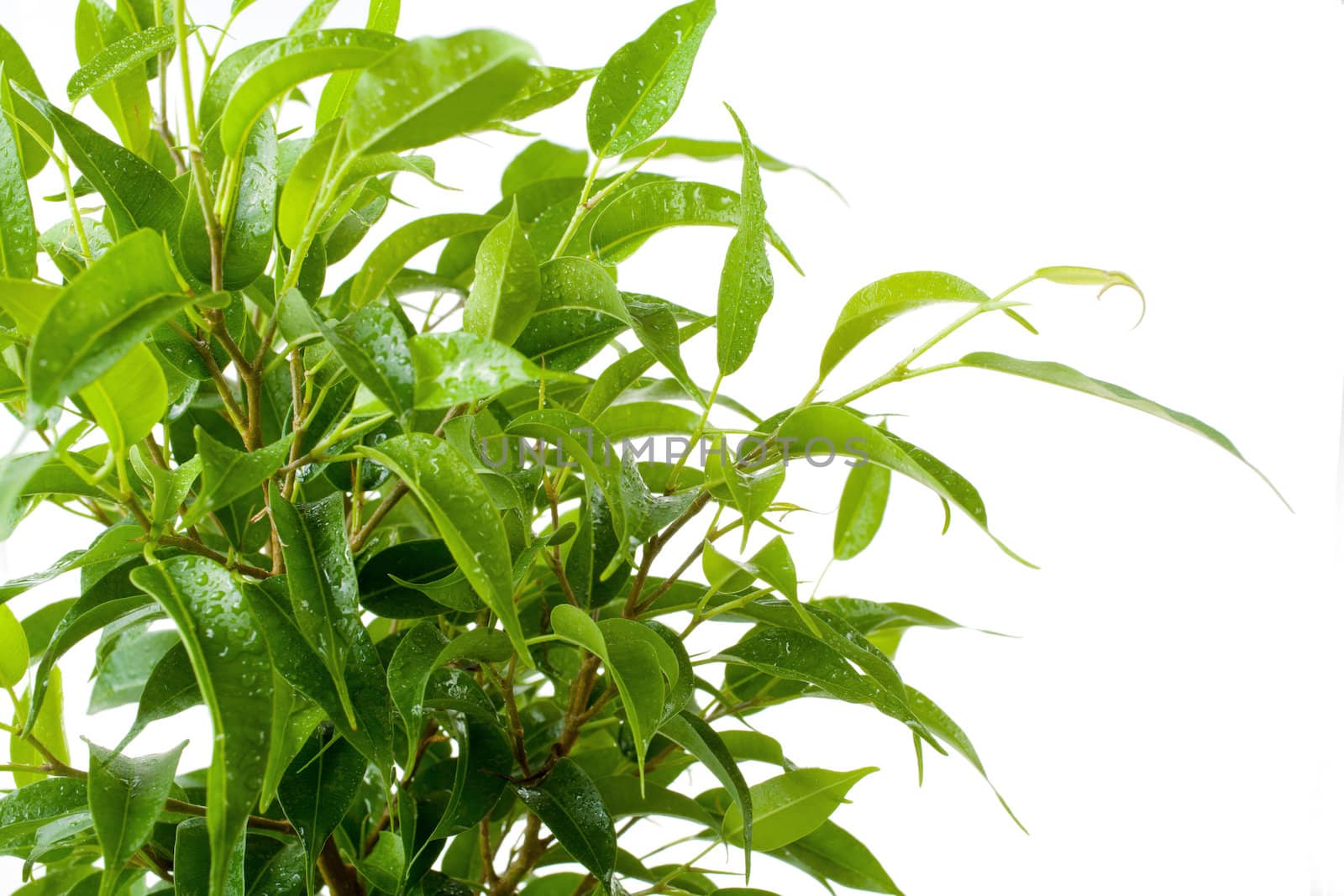 Benjamin's ficus on a white background by elena_shchipkova