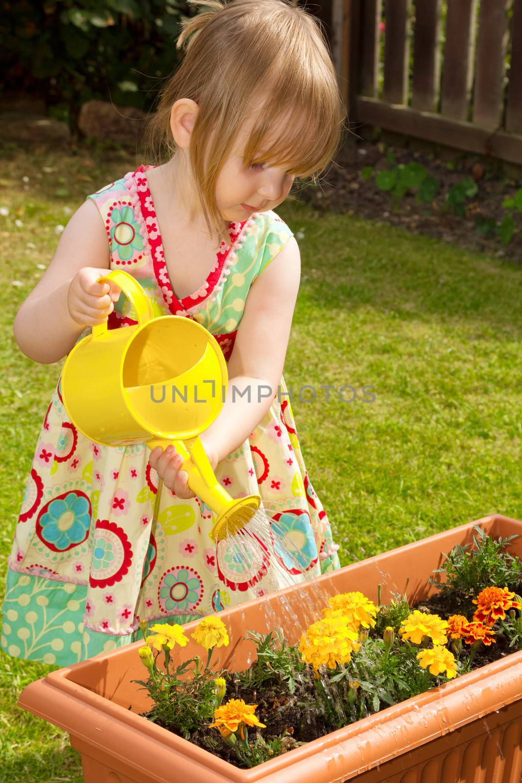 Pre school child watering flowers in a garden with a watering can