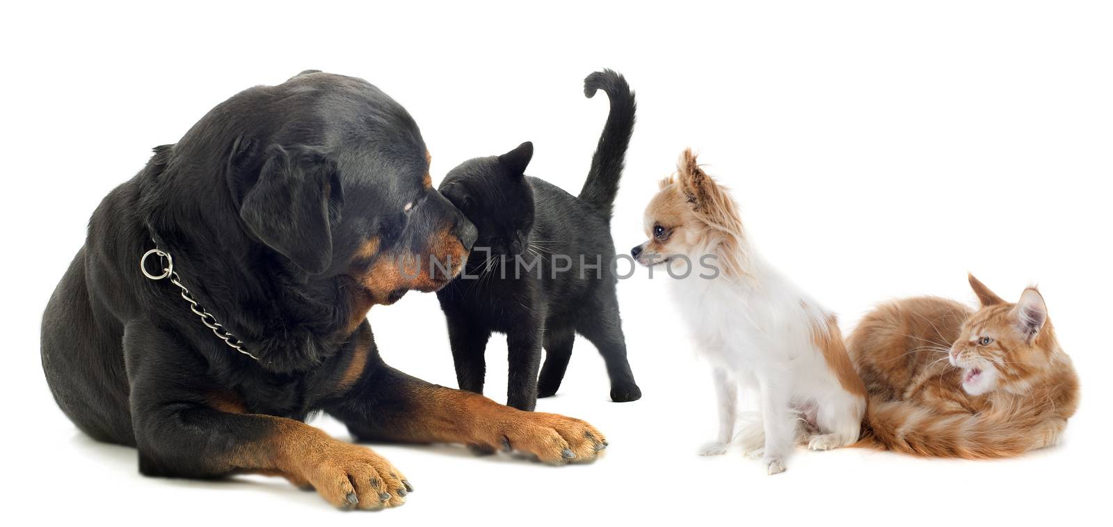 dogs and cats in front of white background