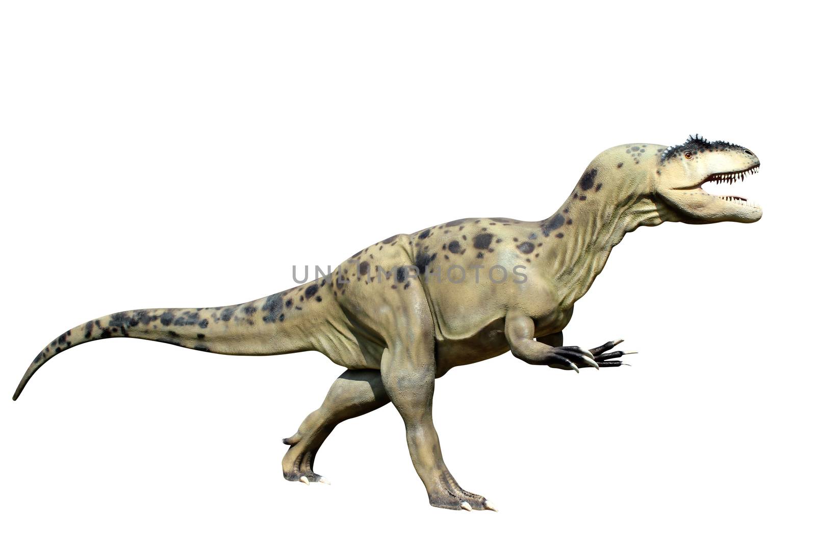 tyrannosaurus rex isolated on white background  by goce