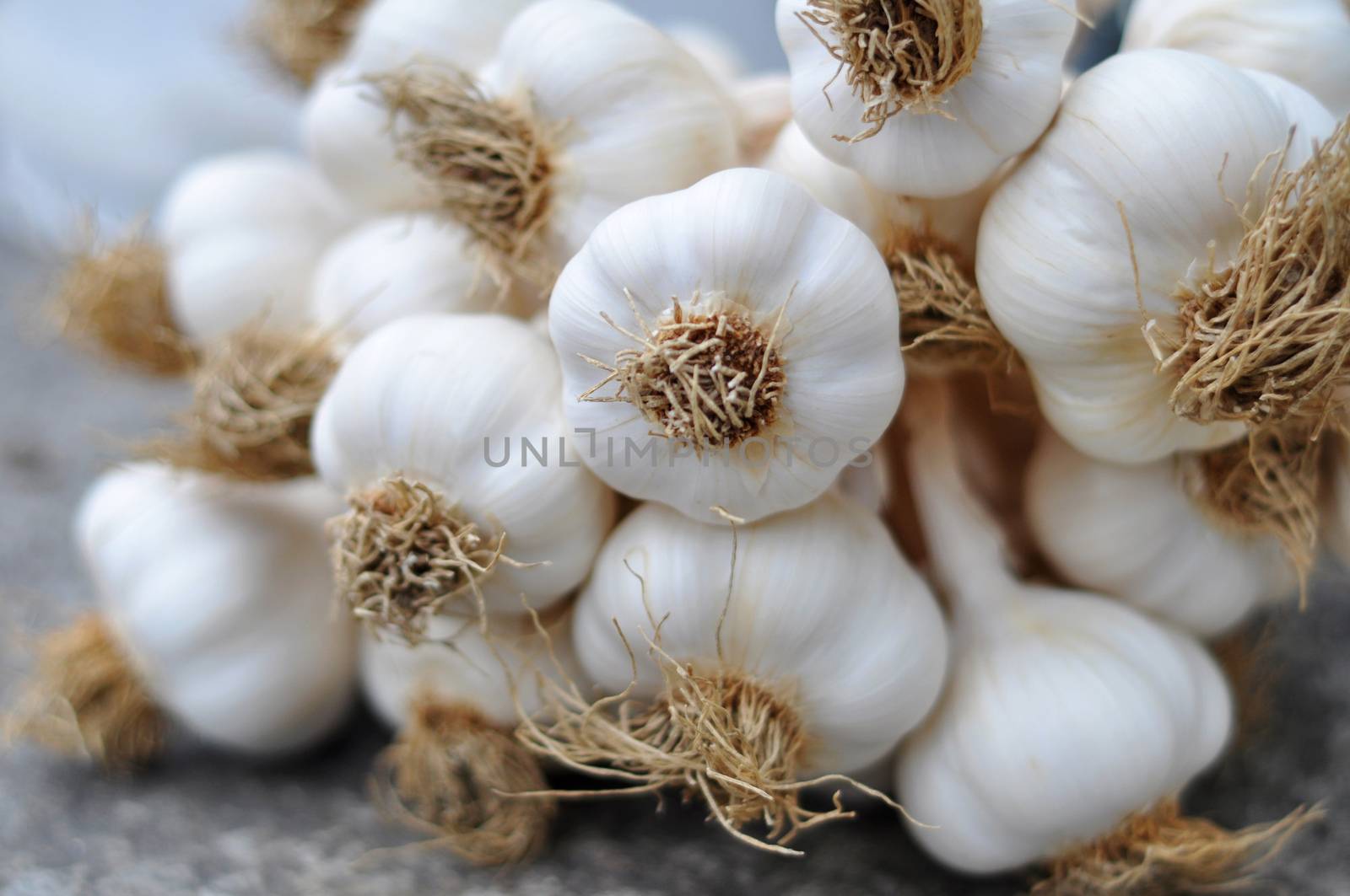 Garlic bulbs braid on a gray raw stone table