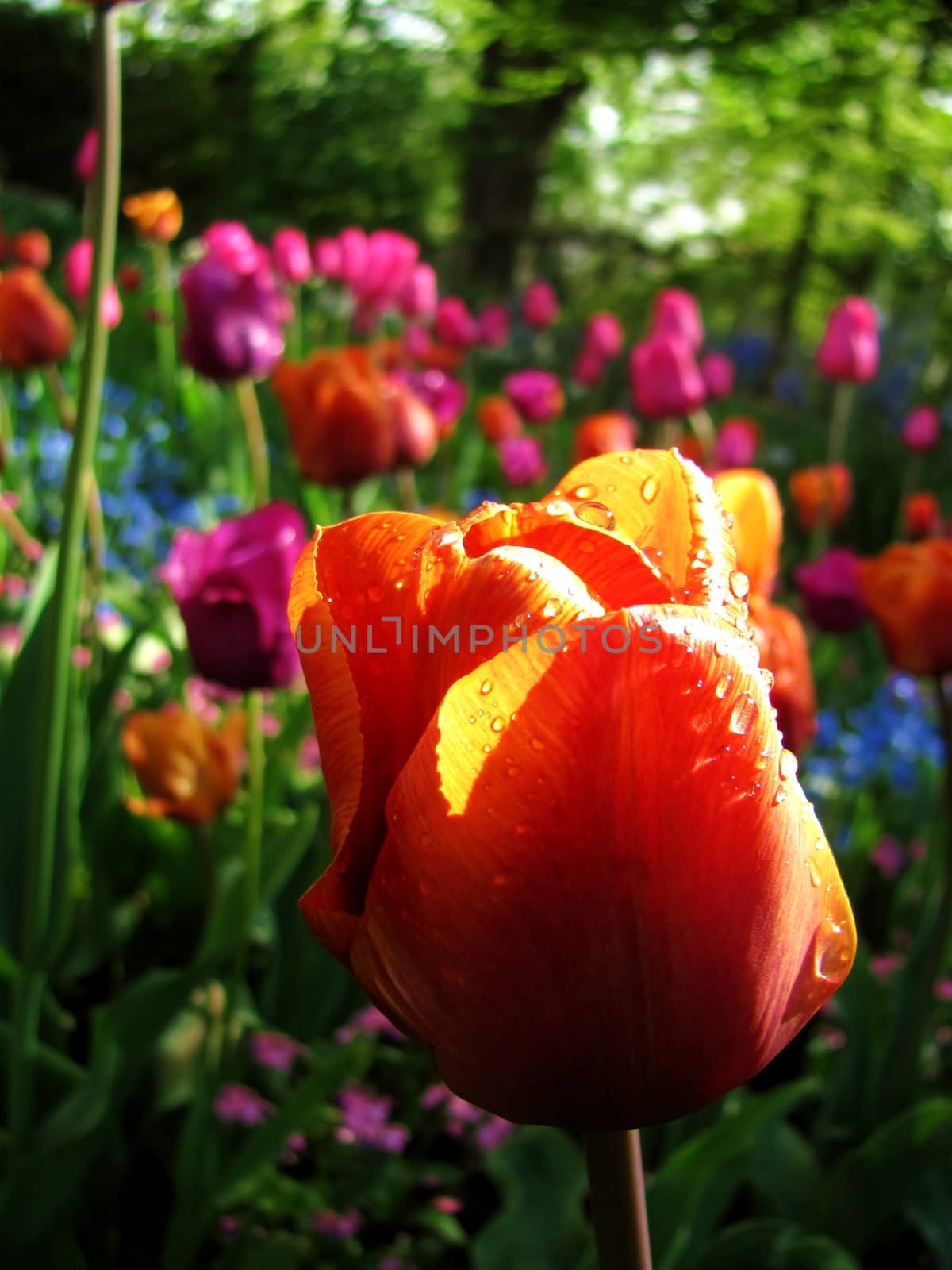 Tulip after a light rain with raising sunshine.         