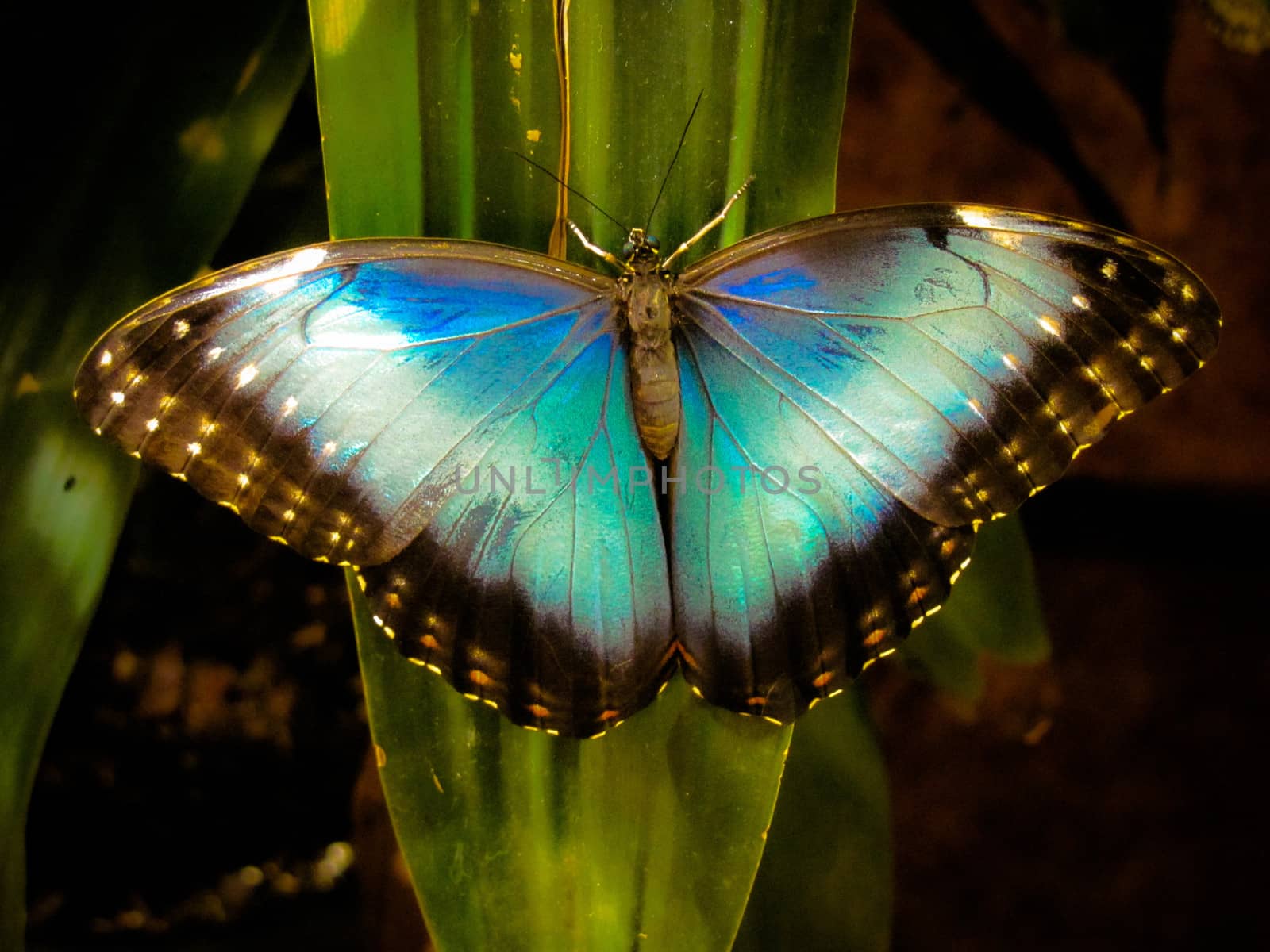 Vivid Blue Morpho Butterfly on Tropical Leaf