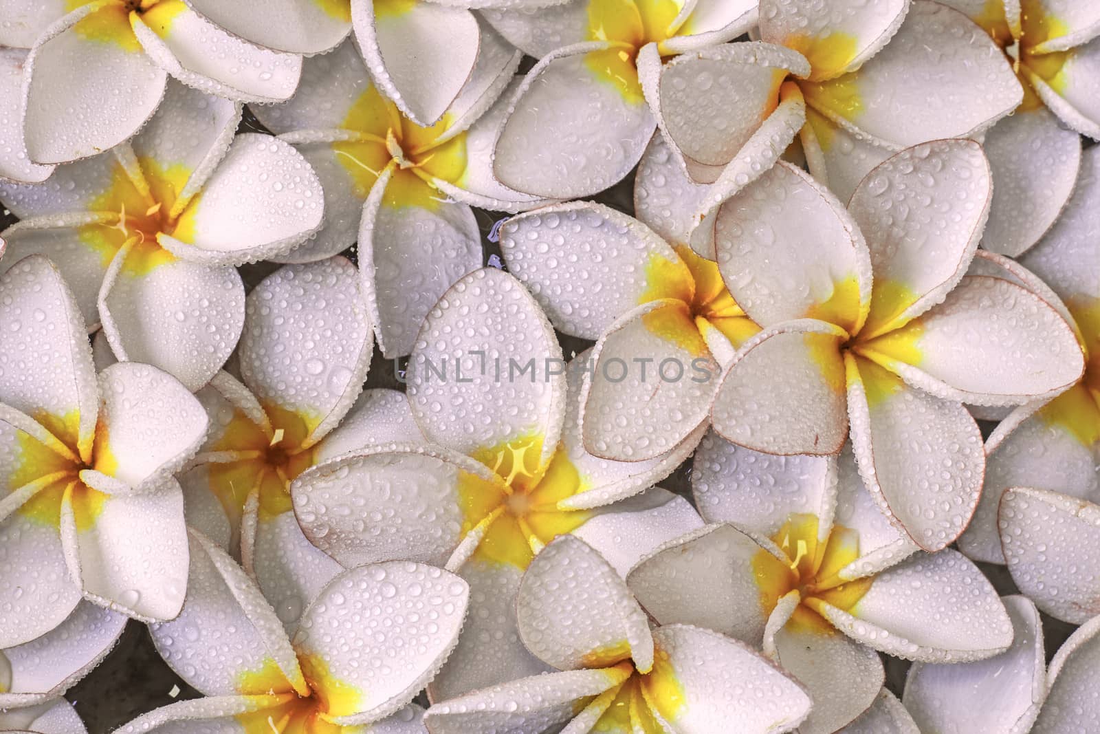 Pink frangipani flowers with on the water