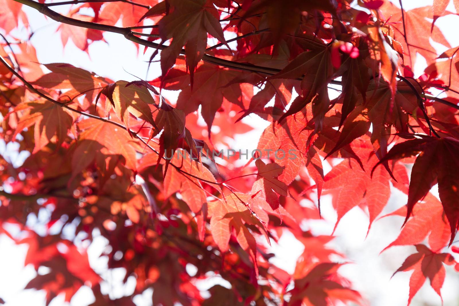 Red Maple by melastmohican