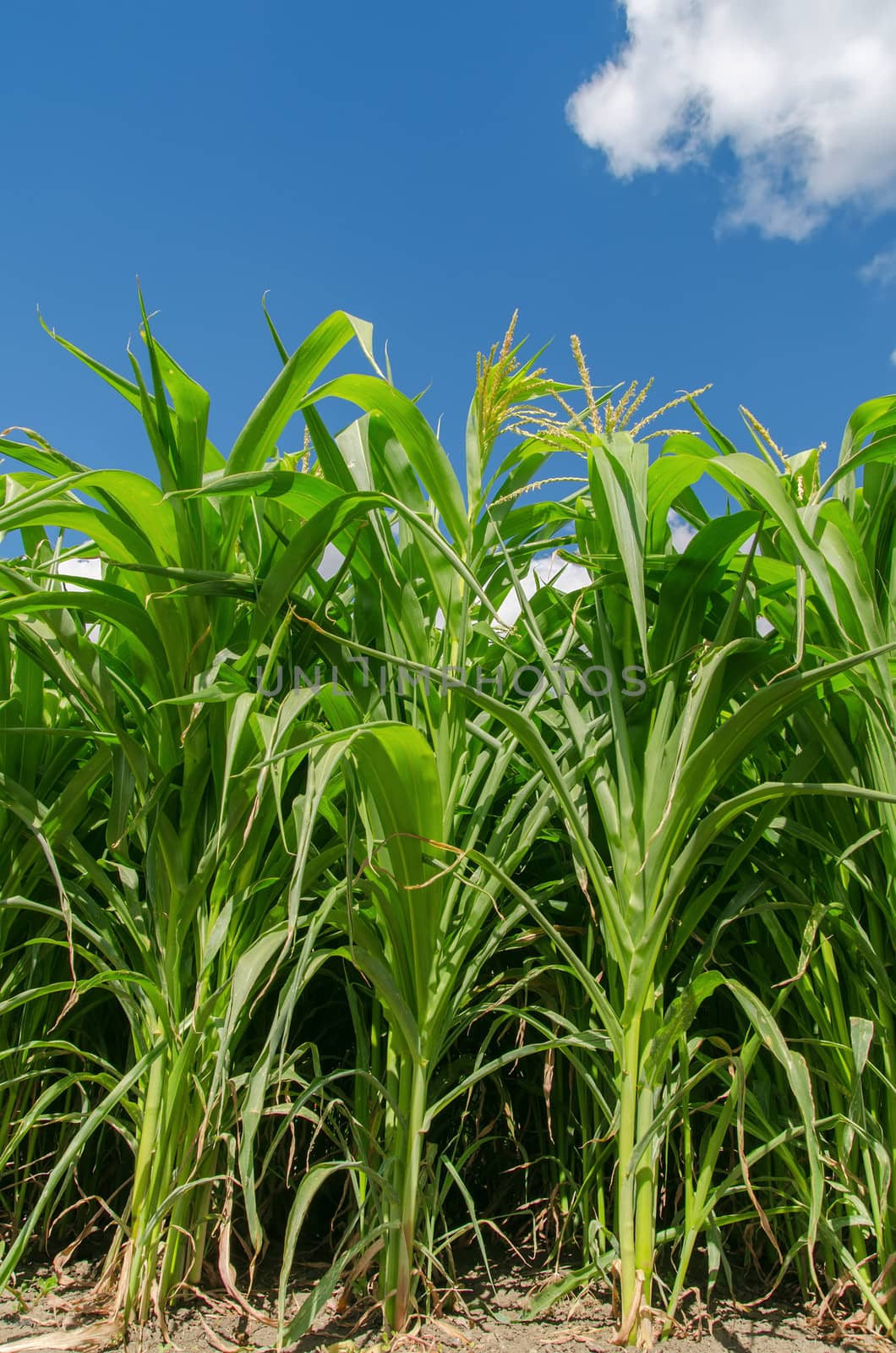 green maize field by mycola