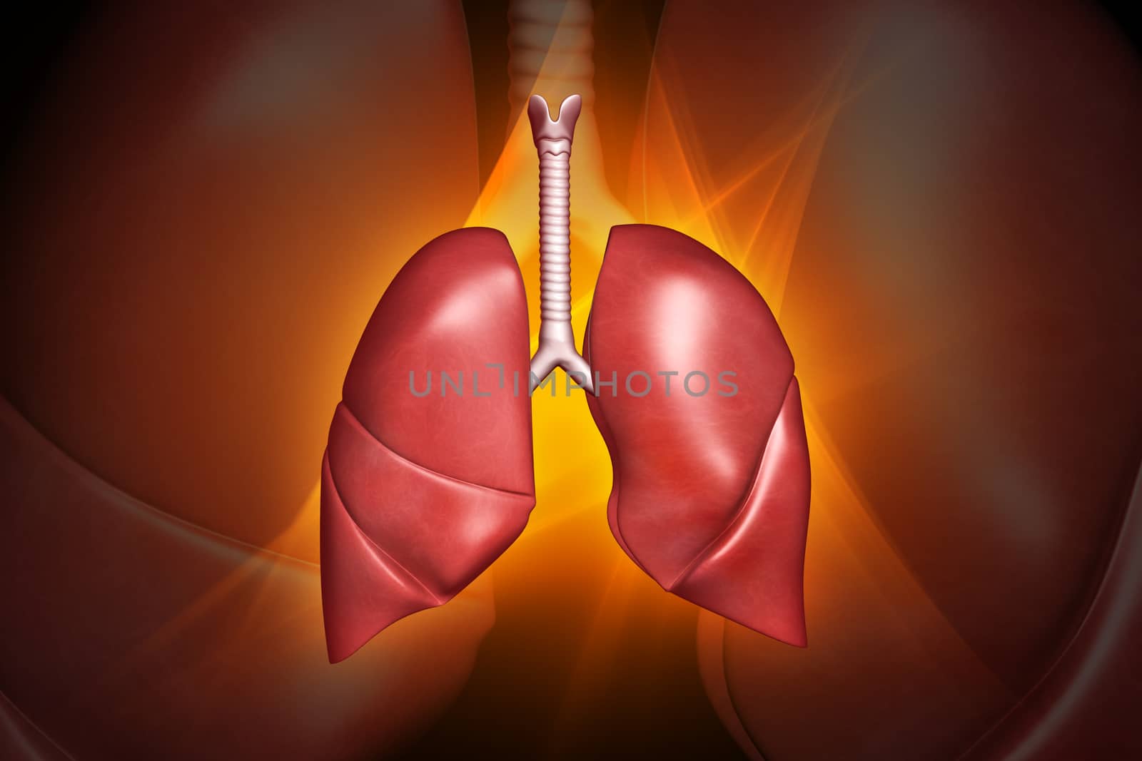 digital illustration of a Human lungs
