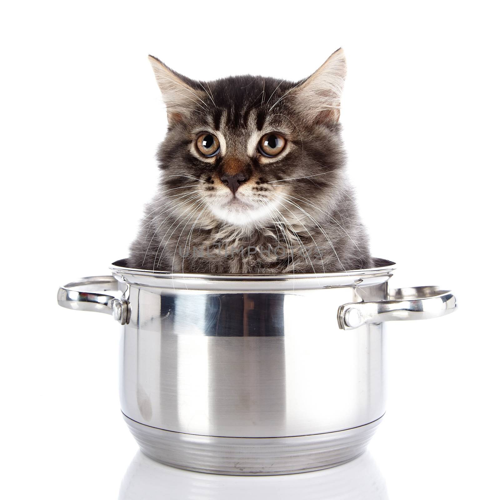 Fluffy cat in a pan.  Striped not purebred kitten. Kitten on a white background. Small predator. Small cat.