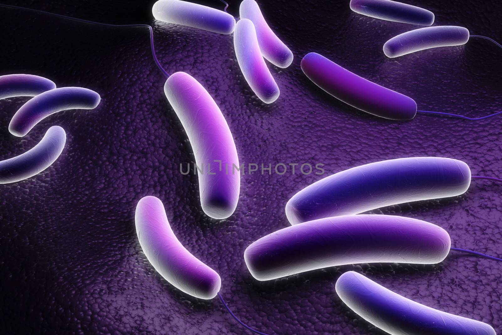 Coli bacteria by abhi3747