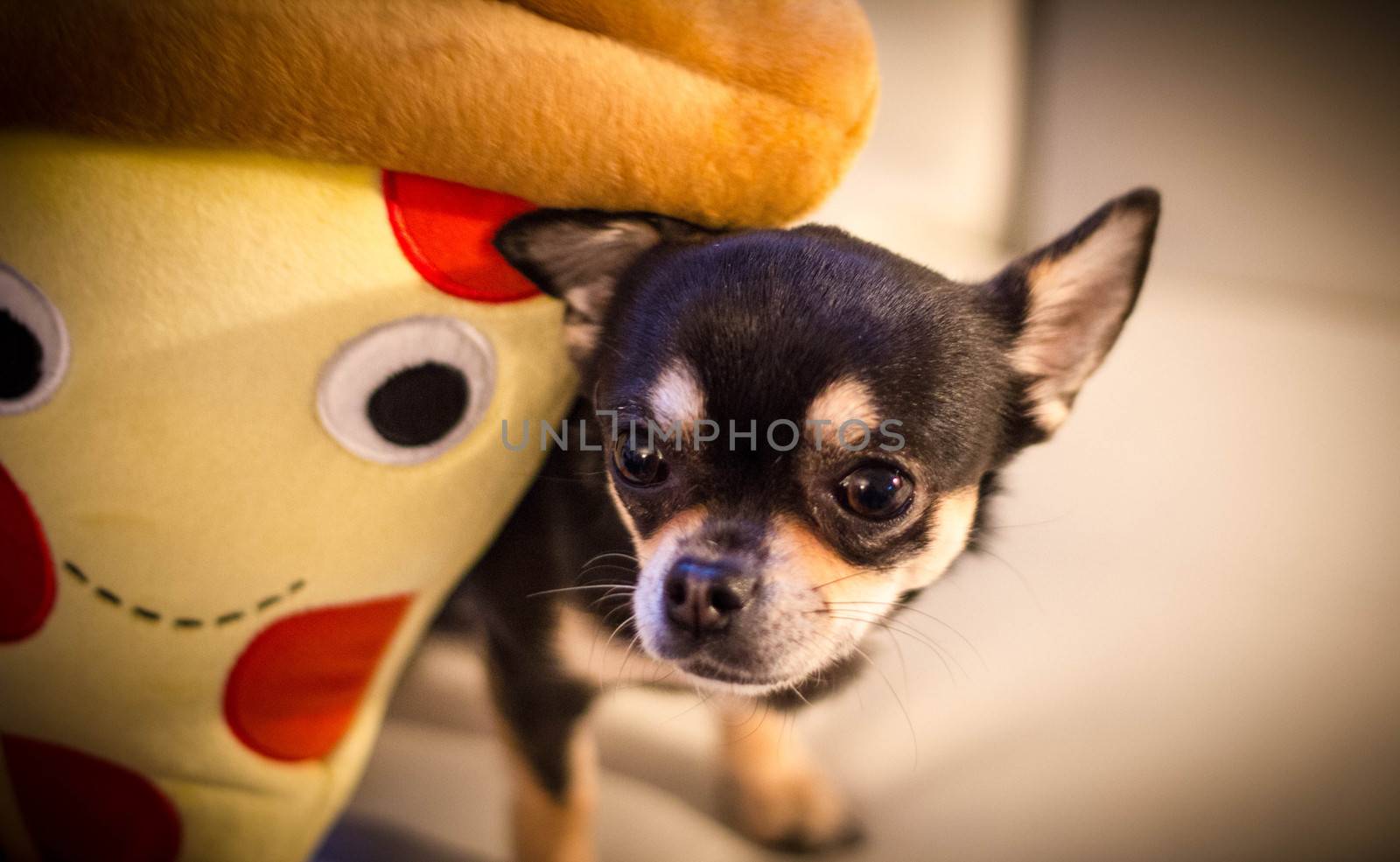 portrait of Chihuahua with plush pizza slice