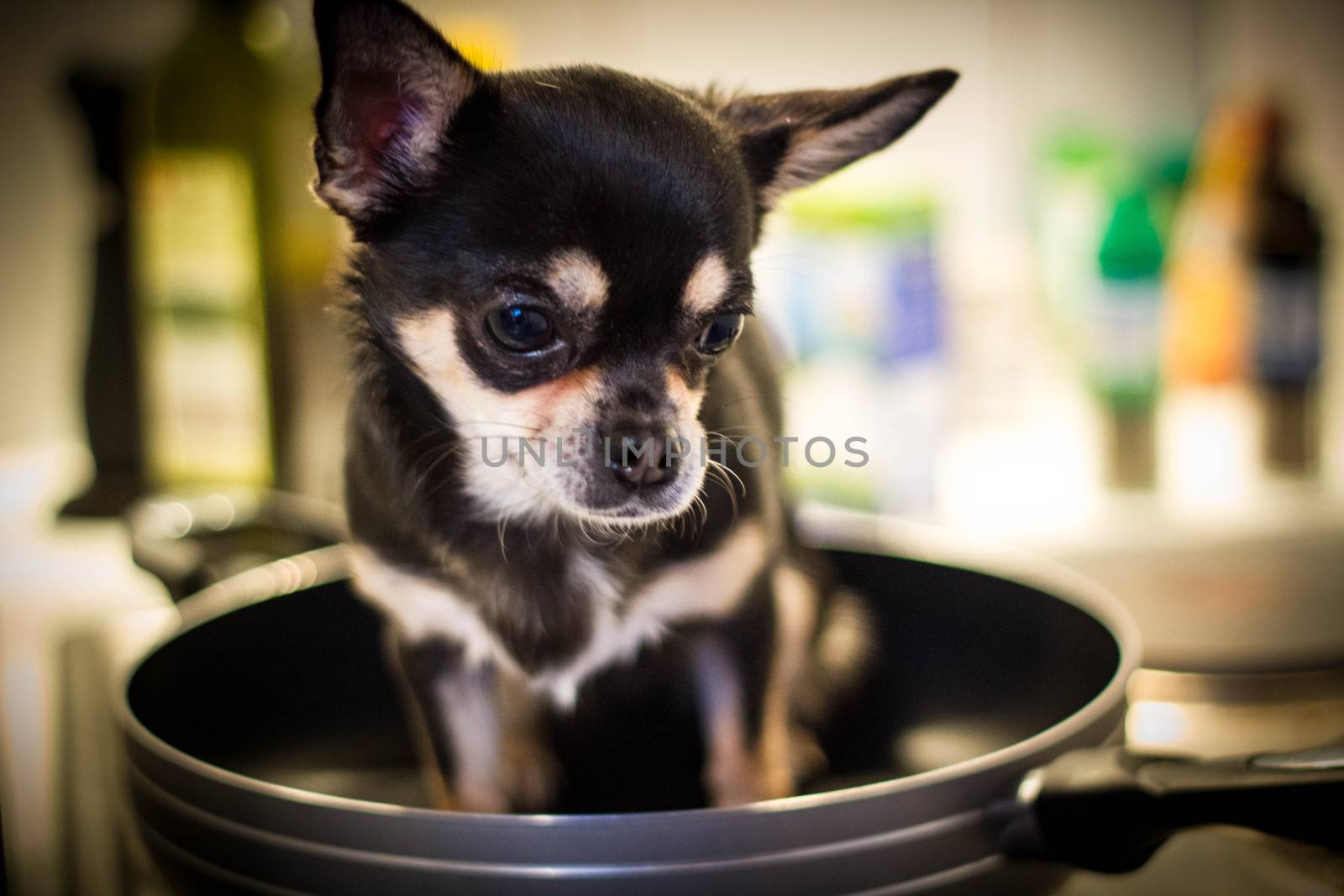 portrait of Chihuahua in a frying pan