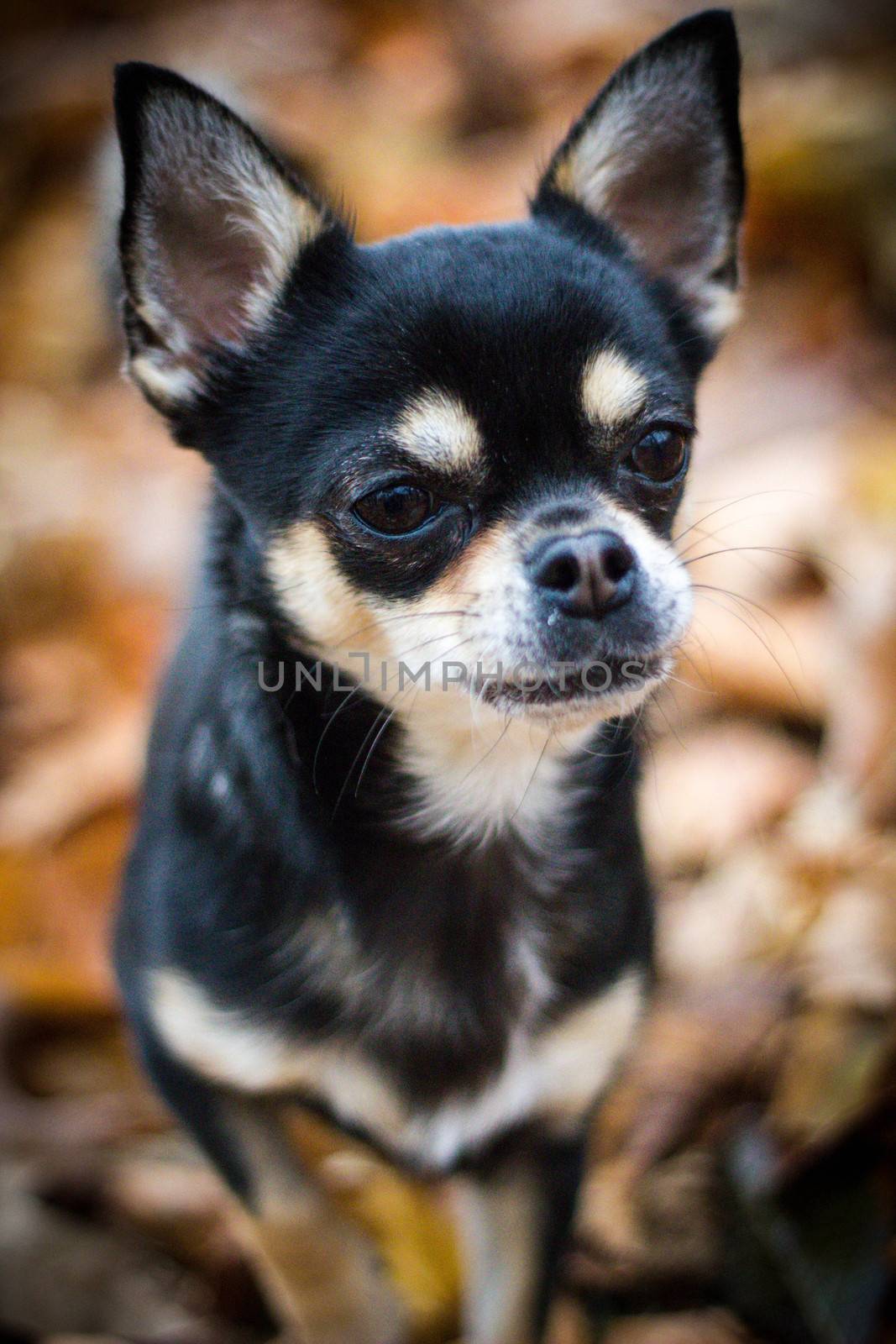 portrait of Chihuahua in the forrest