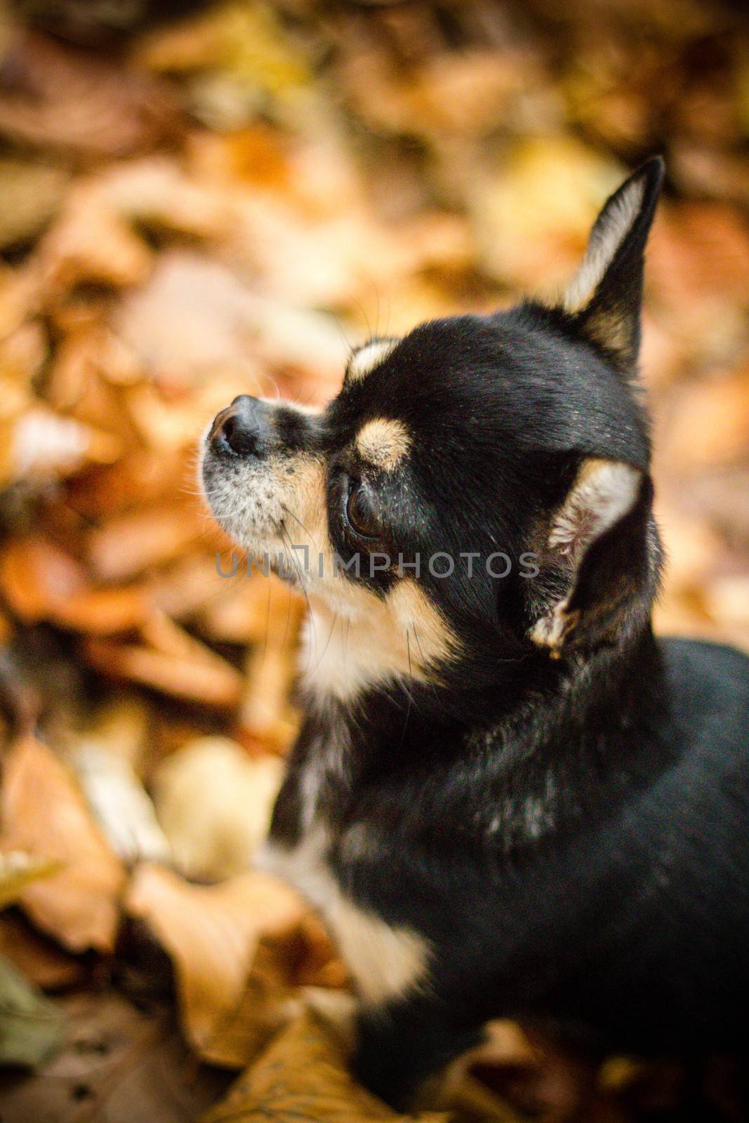 Autumn Chihuahua by PS3000