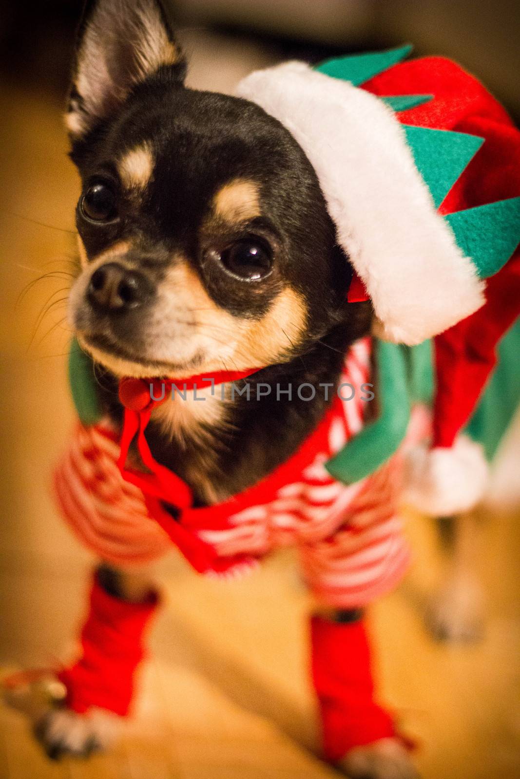 Chihuahua in elf costume