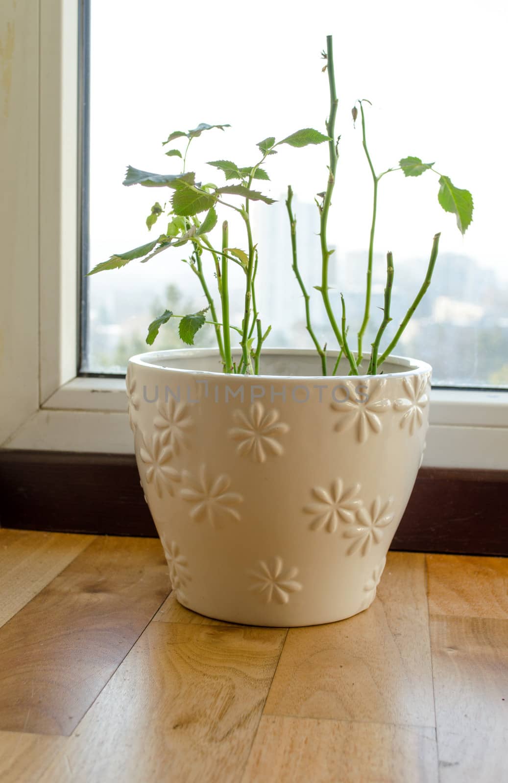 shabby shed leaves plant beautiful ornamented pot by sauletas