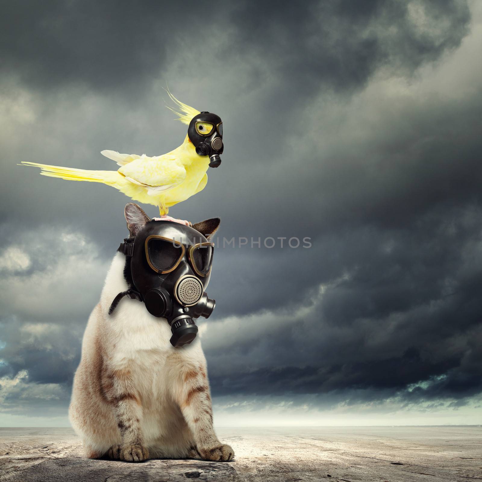 Cat and parrot in gas masks. Ecology concept
