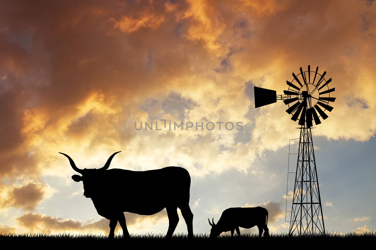 Cows in the farm at sunset
