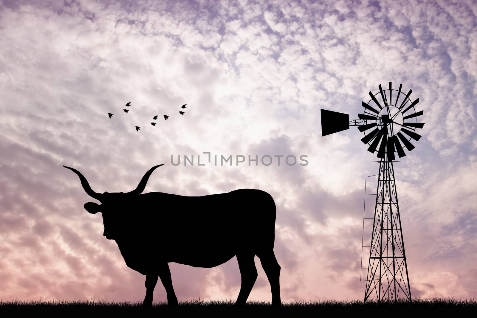 Cows silhouette at sunset
