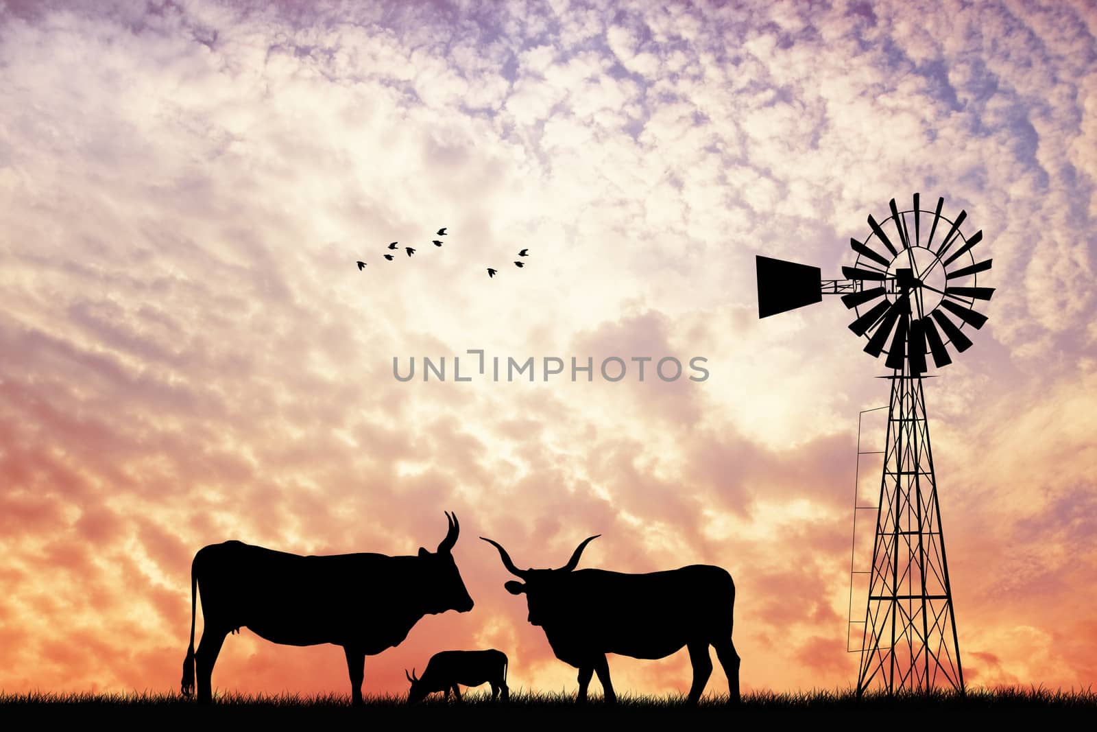 cows at sunset by adrenalina