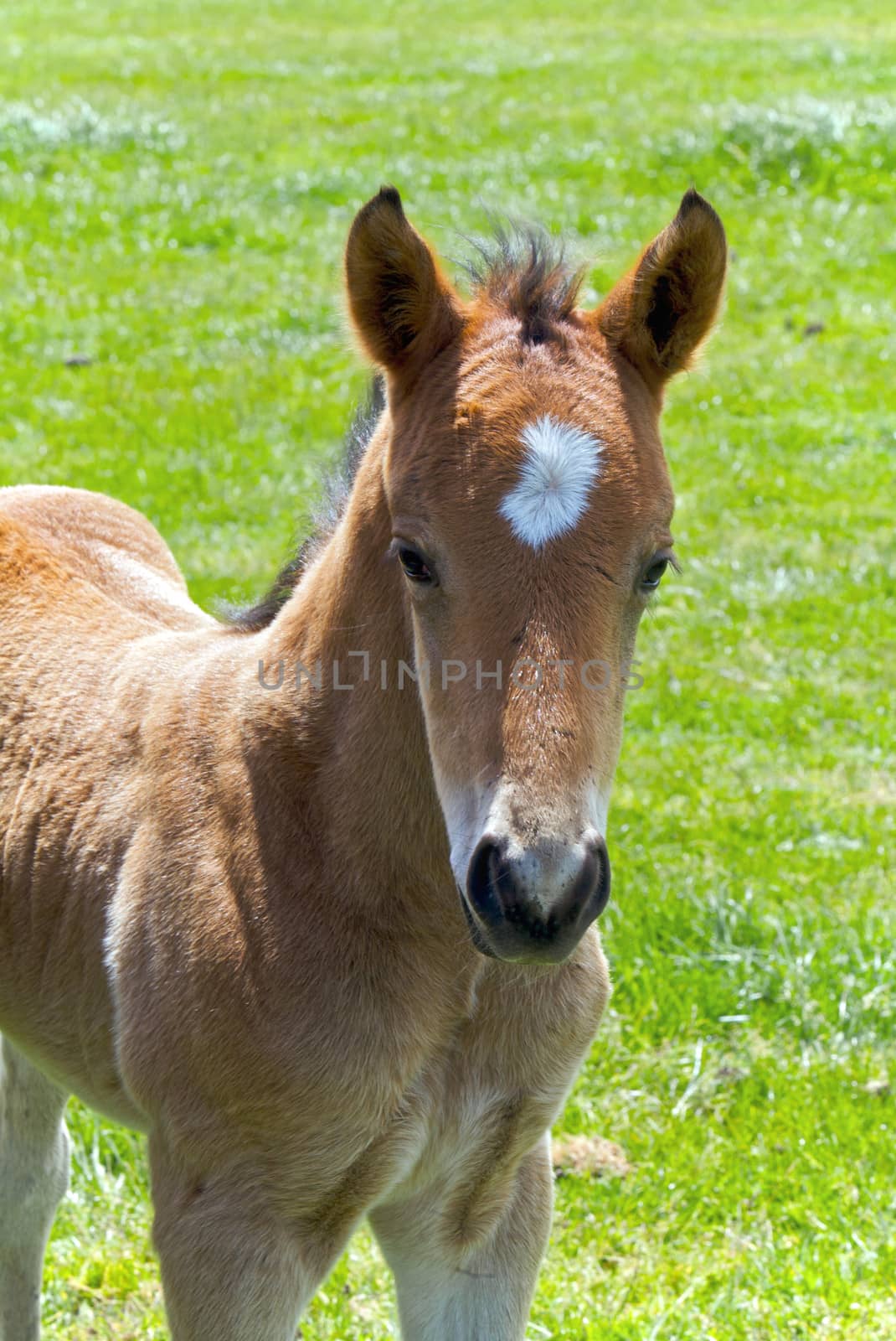A Young Horse Foal Looks at the Camera in Front of the Mare